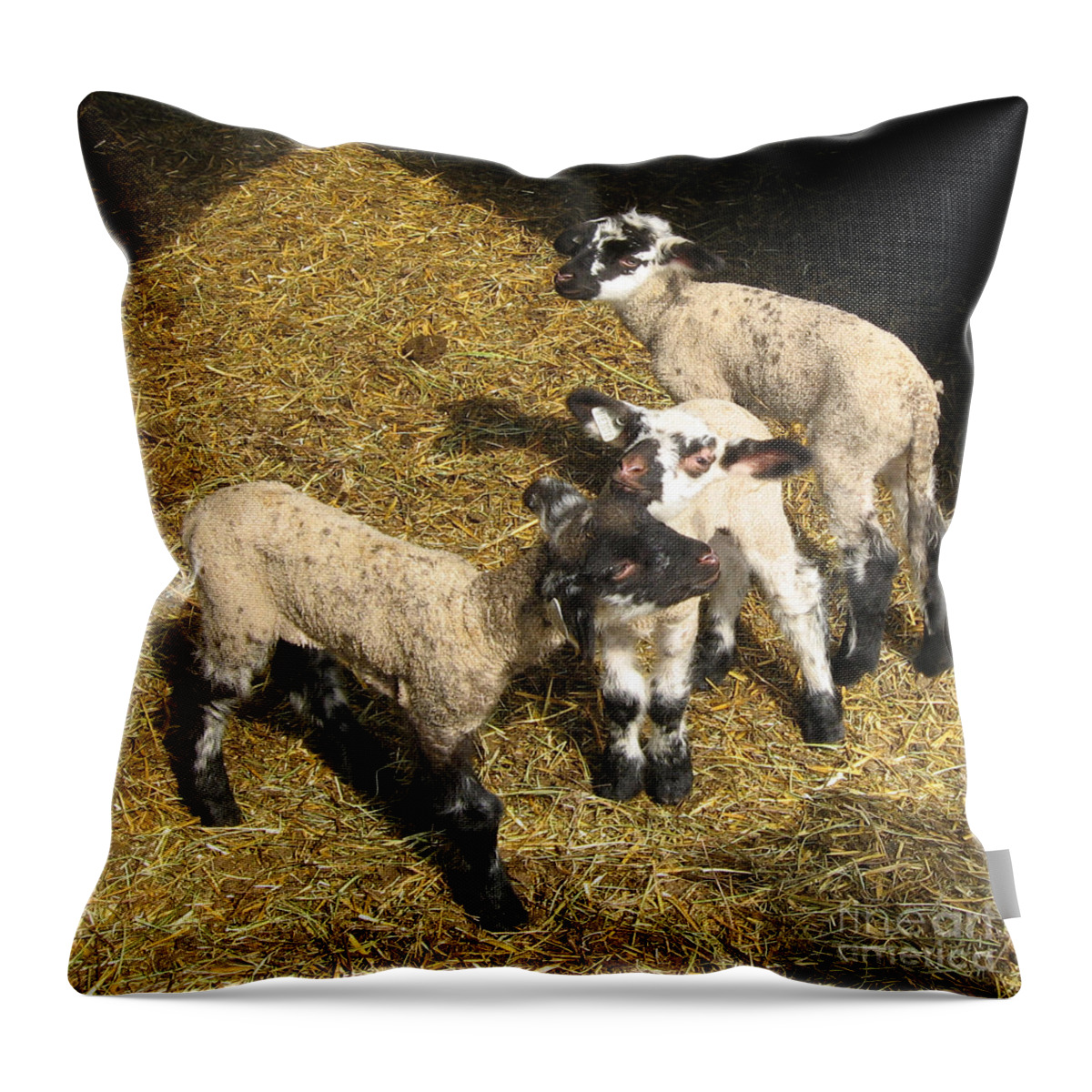 Lambs Throw Pillow featuring the photograph Three Little Lambs in Spring Sunshine by Conni Schaftenaar