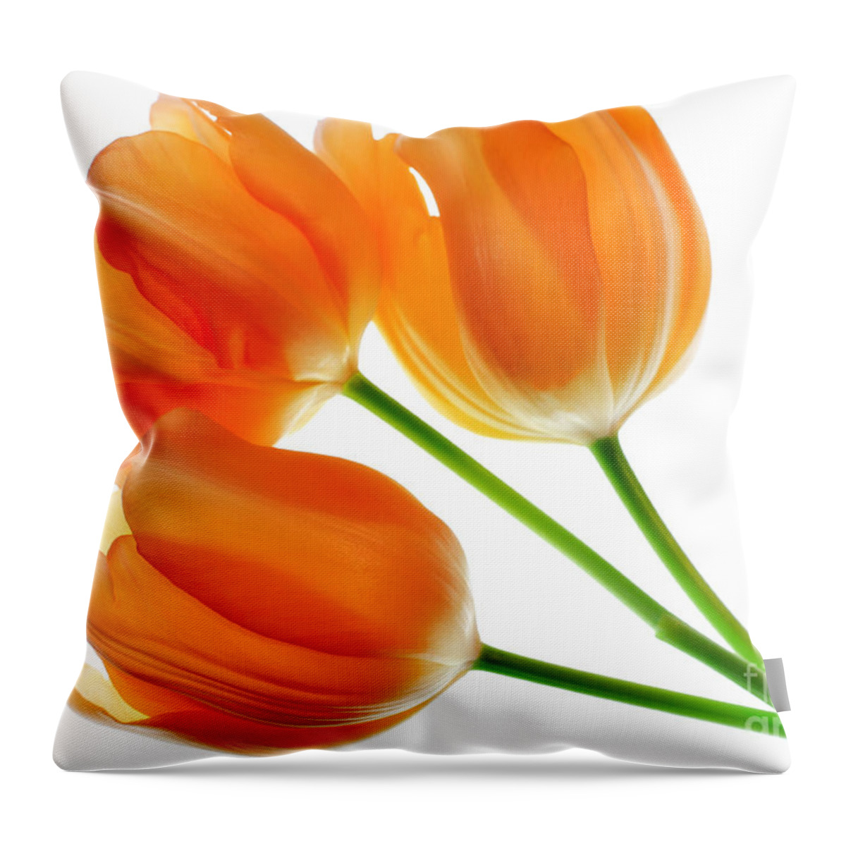 Tulip Throw Pillow featuring the photograph Three Orange Tulip Flowers 1 by Charline Xia