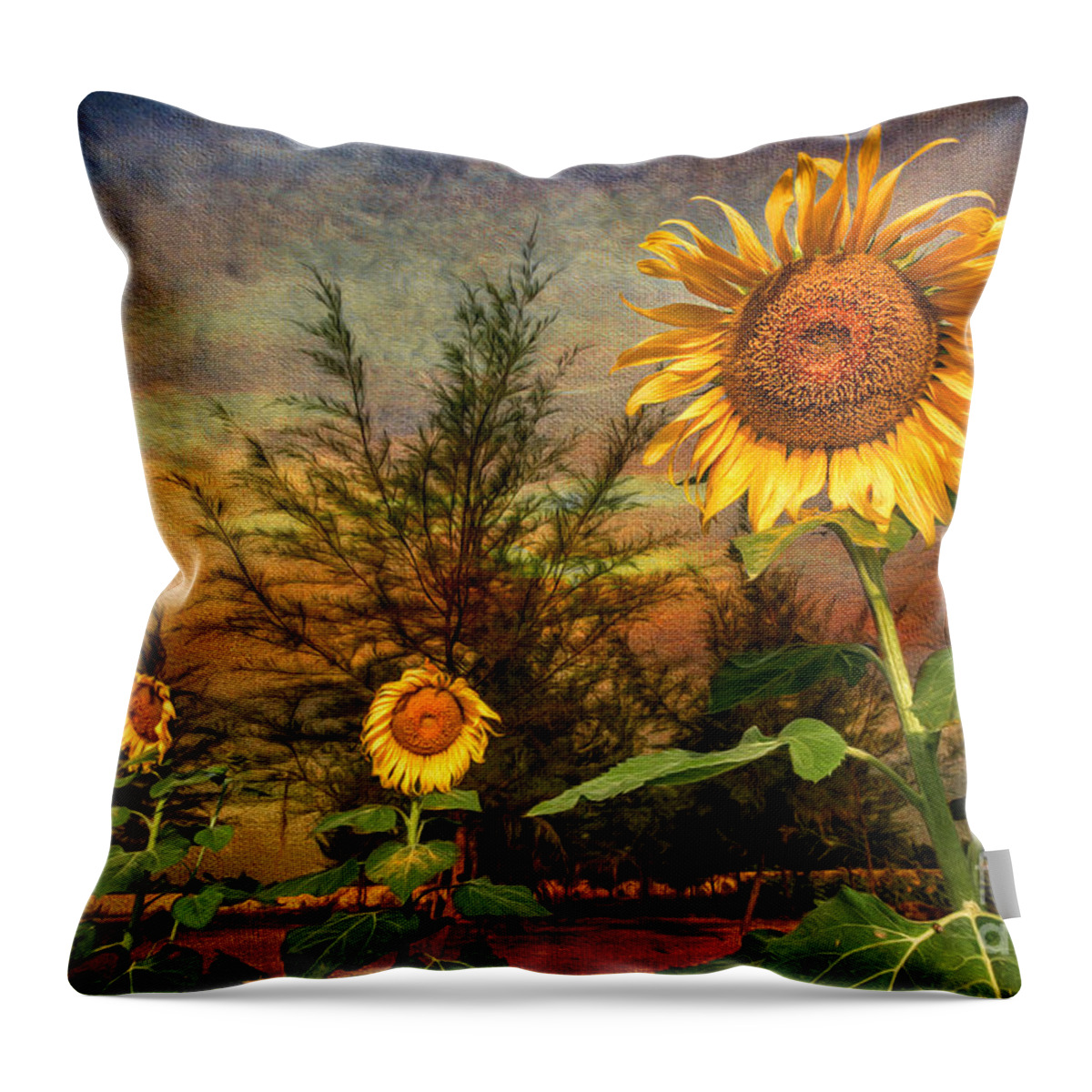 Sunflower Throw Pillow featuring the photograph Three Sunflowers by Adrian Evans