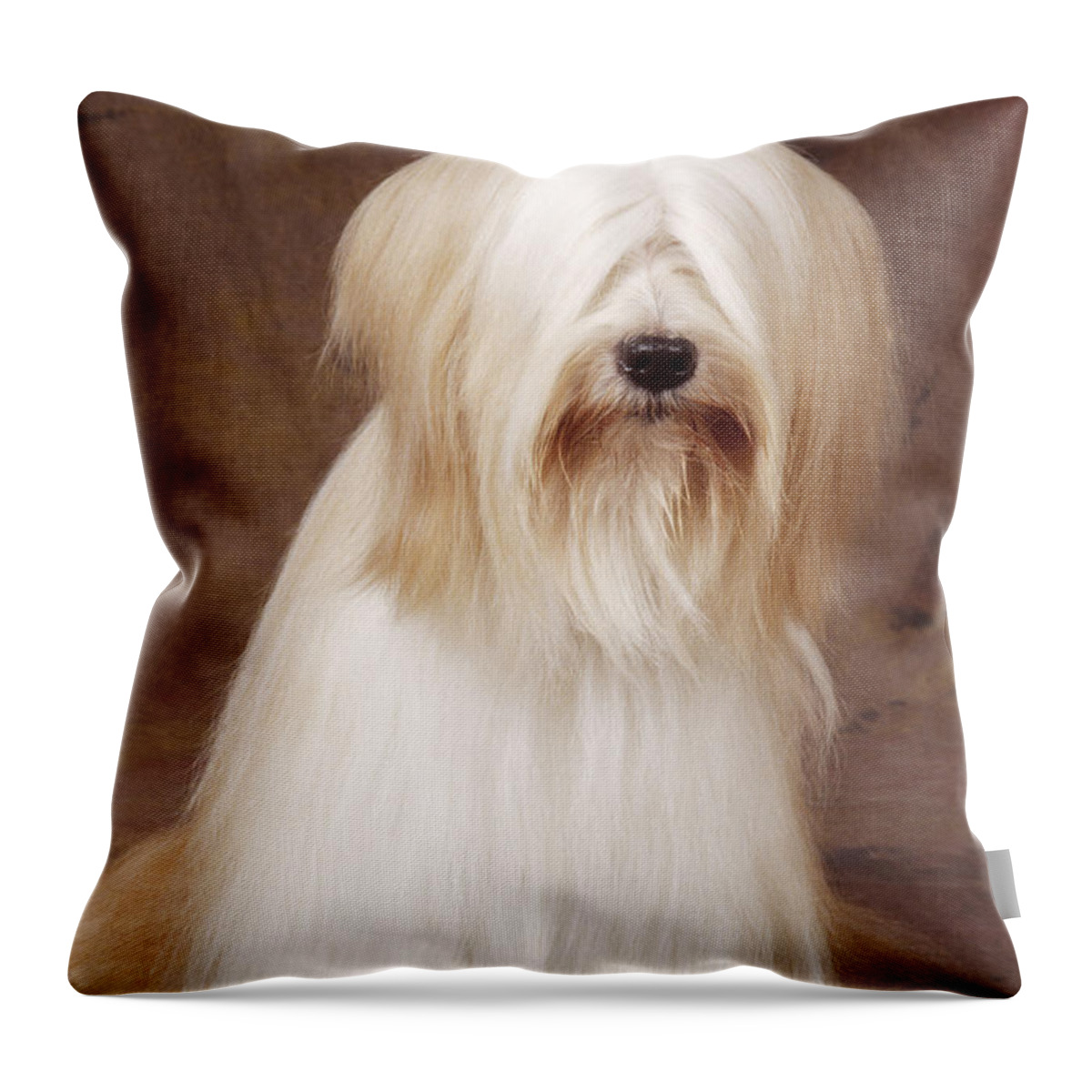 Tibetan Terrier Throw Pillow featuring the photograph Tibetan Terrier Dog by John Daniels