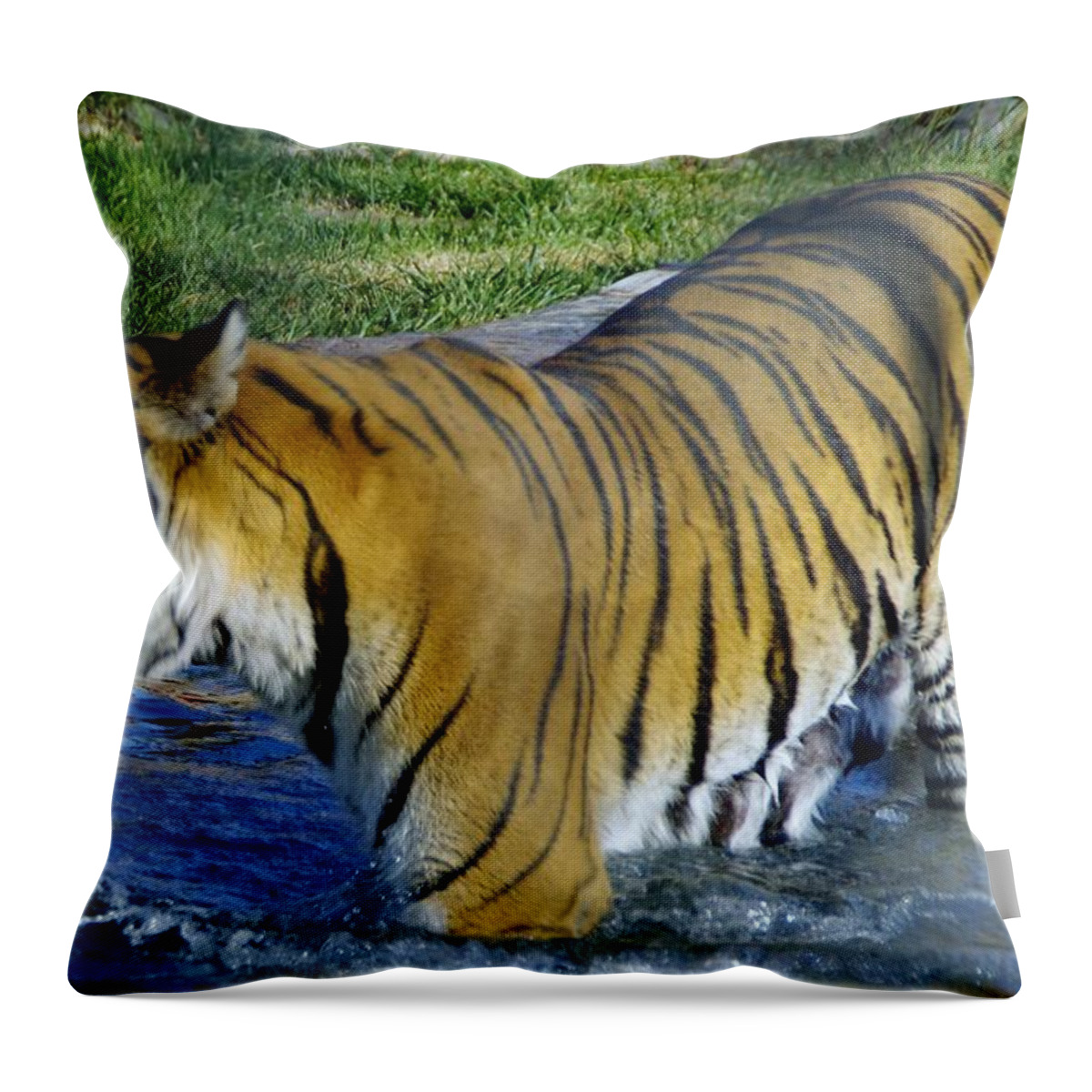 Lions Tigers And Bears Throw Pillow featuring the photograph Tiger 4 by Phyllis Spoor