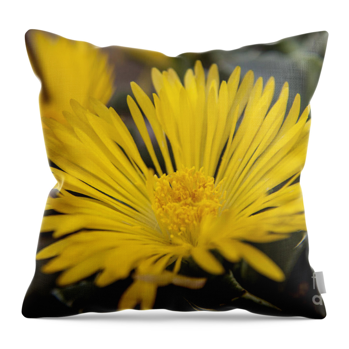 Tiger Throw Pillow featuring the photograph Tiger Claw Plant by Darleen Stry