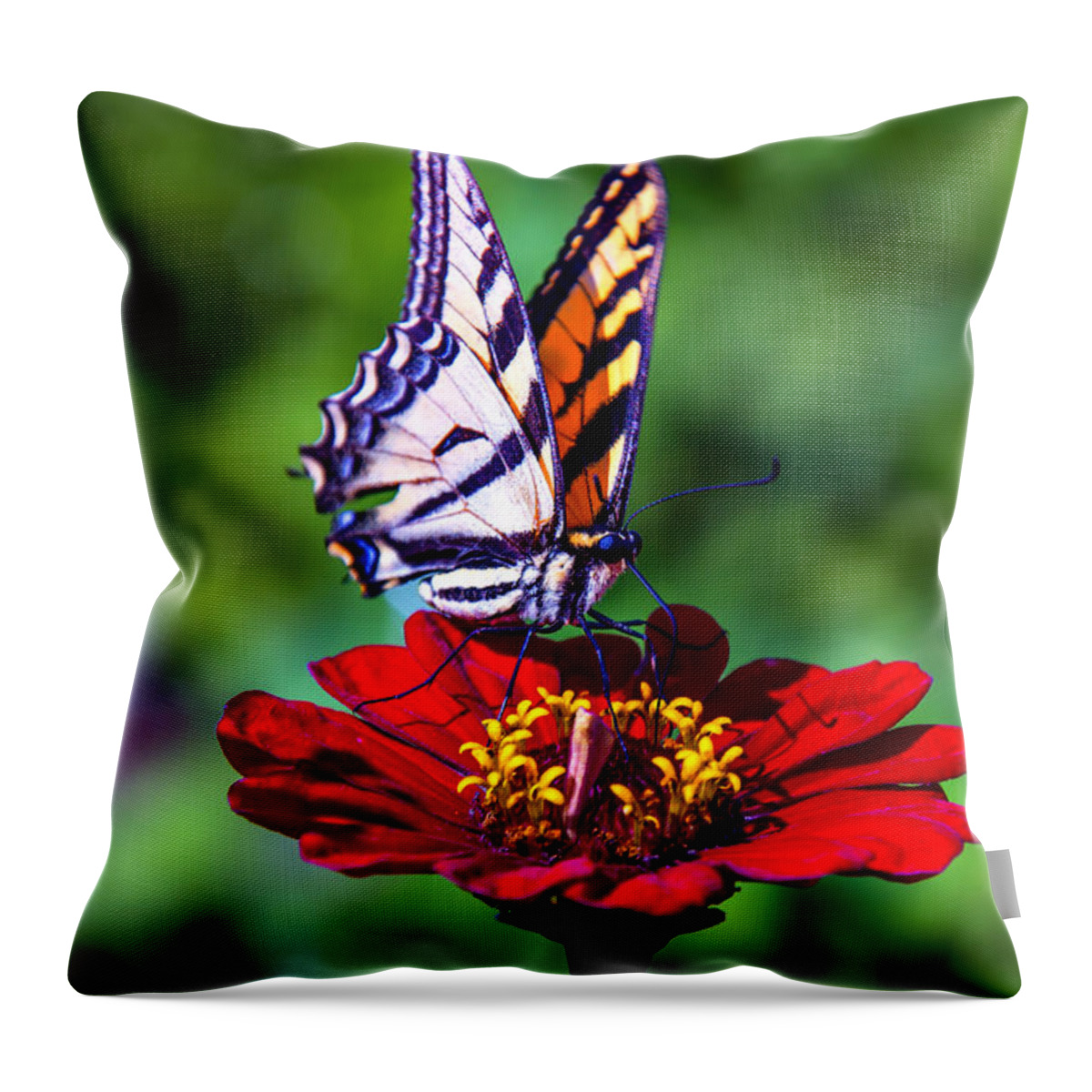 Red Throw Pillow featuring the photograph Tiger Tail On Red Flower by Garry Gay
