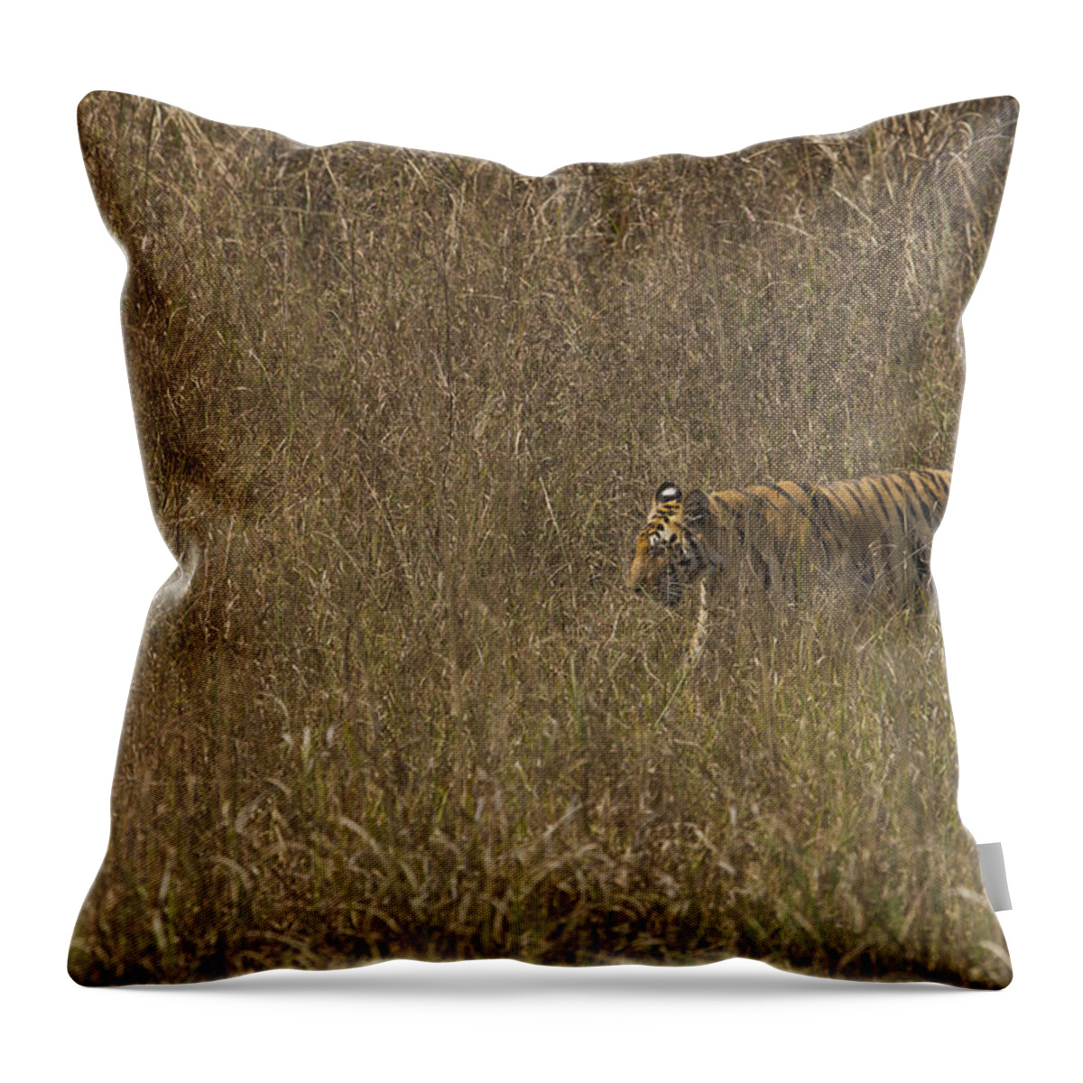 Grass Throw Pillow featuring the photograph Tiger Walking In Grass by Doug Cheeseman