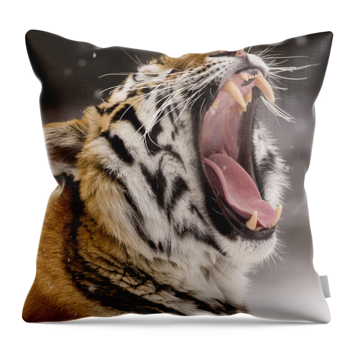 535776 Throw Pillow featuring the photograph Tiger Yawning In Snowfall by Steve Gettle