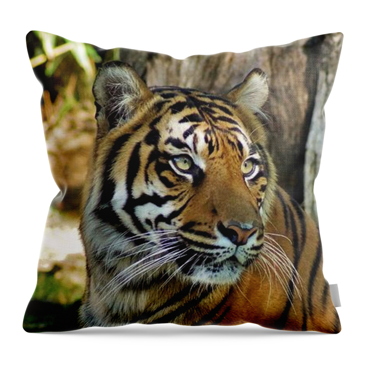 Tiger Throw Pillow featuring the photograph Tiger's Eyes by Jean Goodwin Brooks