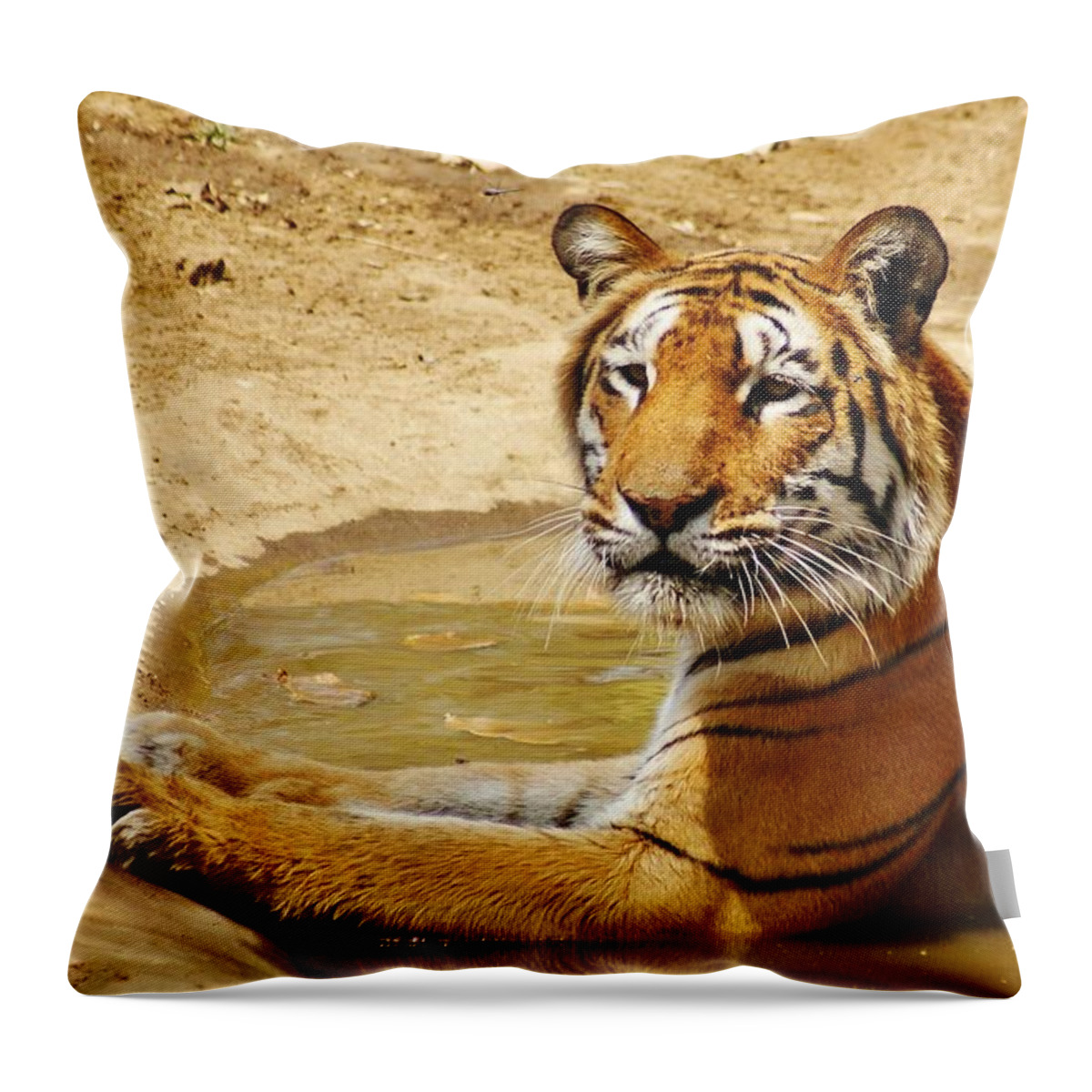 Animal Themes Throw Pillow featuring the photograph Tigress Sitting In Water by Aaj