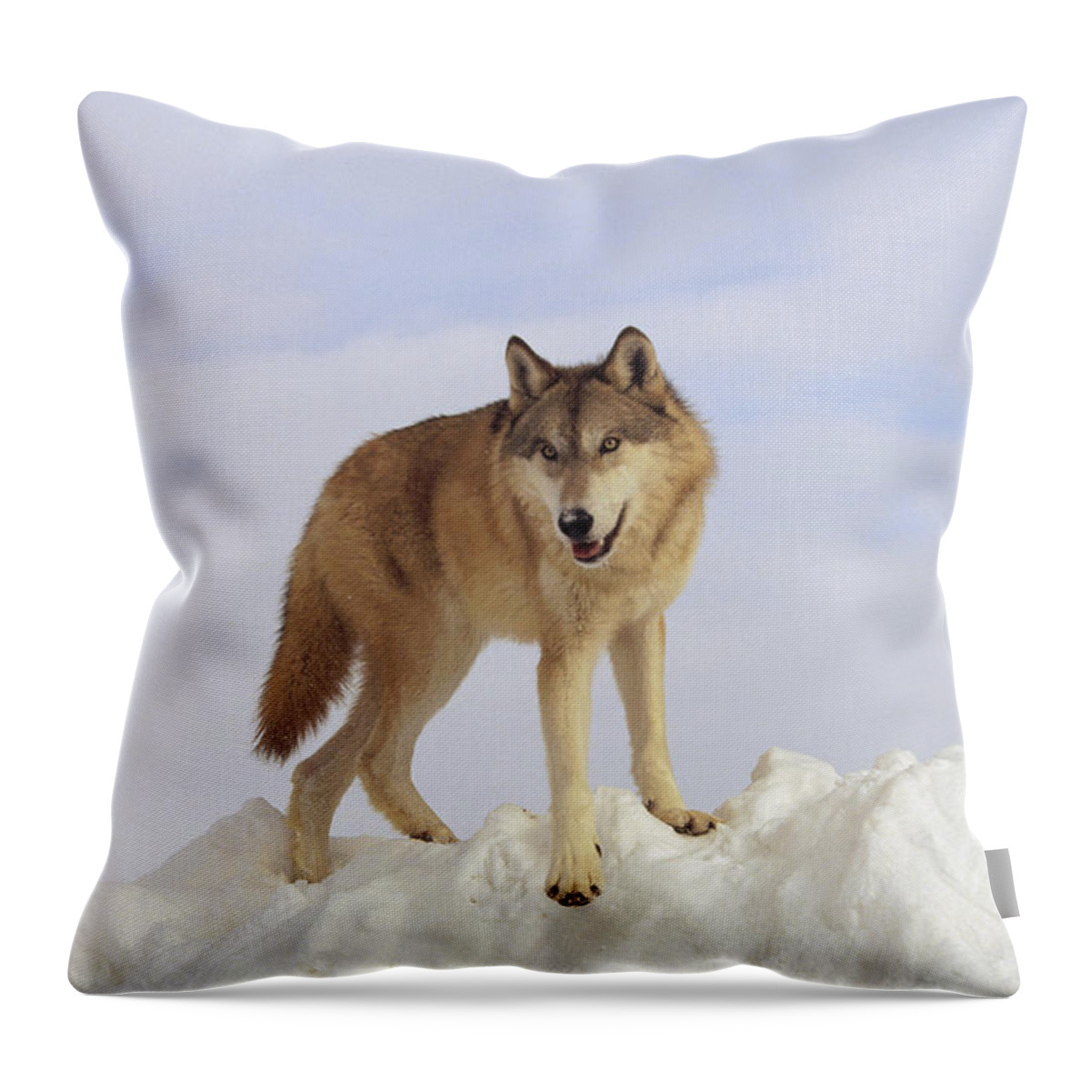 Feb0514 Throw Pillow featuring the photograph Timber Wolf Atop Snow Bank Montana by Tim Fitzharris