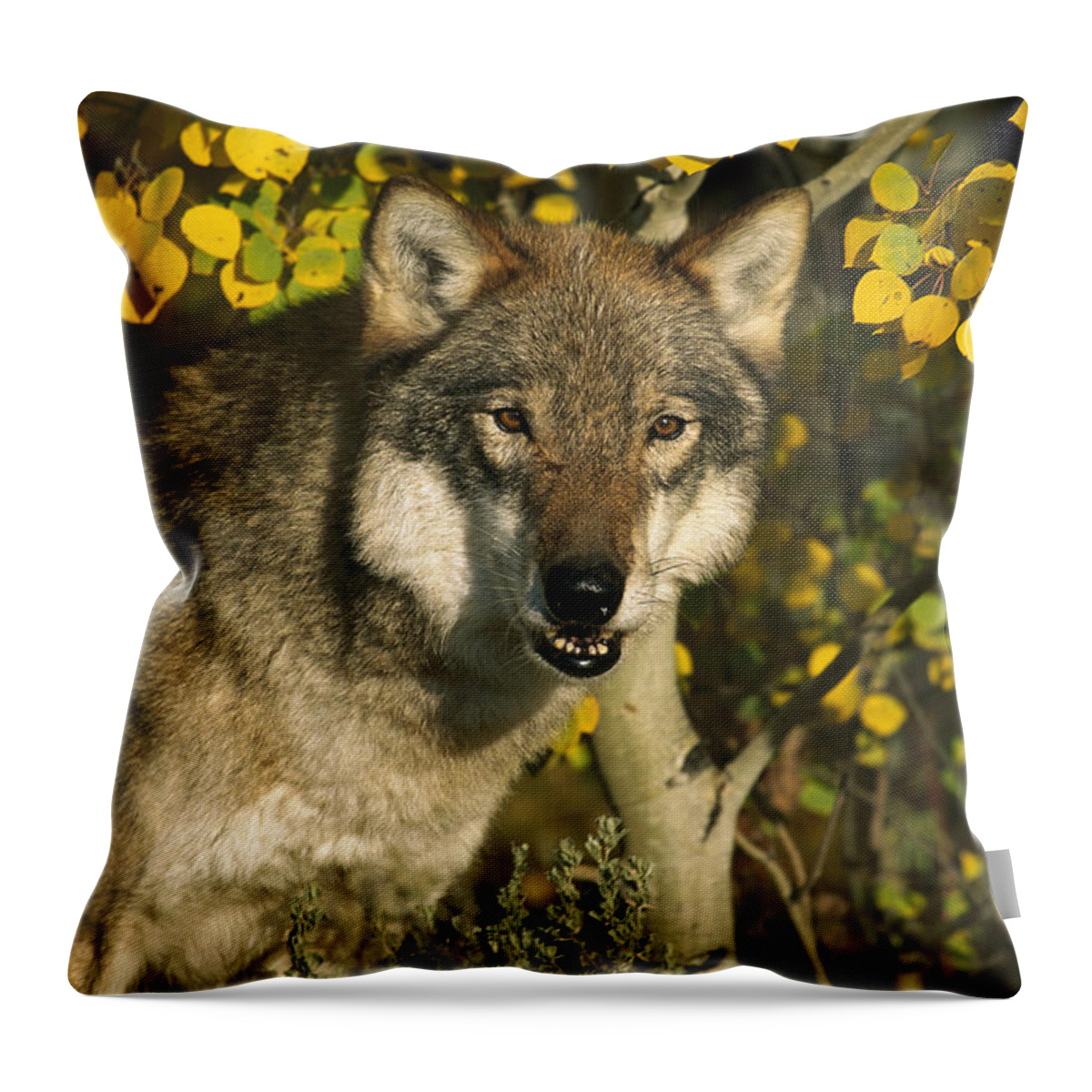 Feb0514 Throw Pillow featuring the photograph Timber Wolf Teton Valley Idaho by Tom Vezo