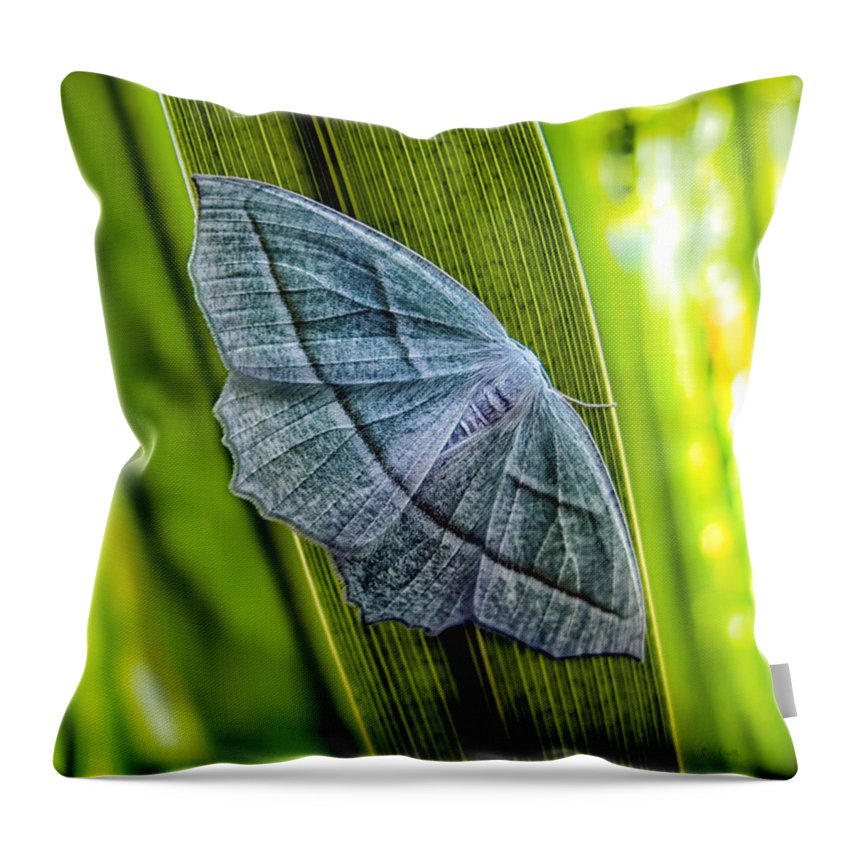Butterfly Throw Pillow featuring the photograph Tiny Moth On A Blade of Grass by Bob Orsillo