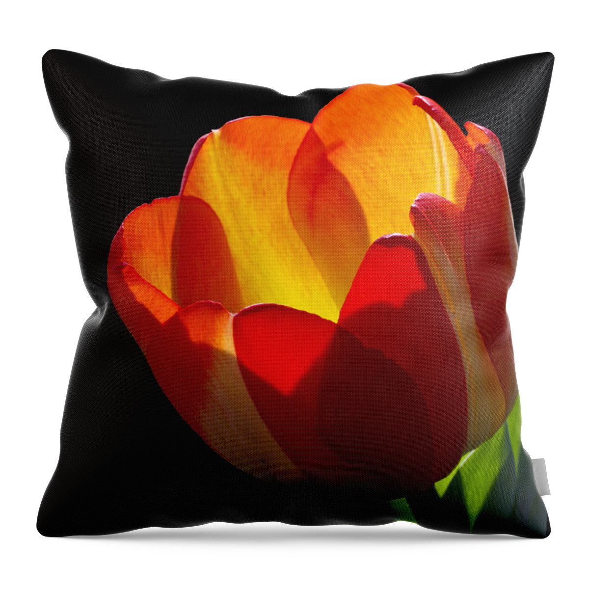Tulip Throw Pillow featuring the photograph Tippy by Doug Norkum