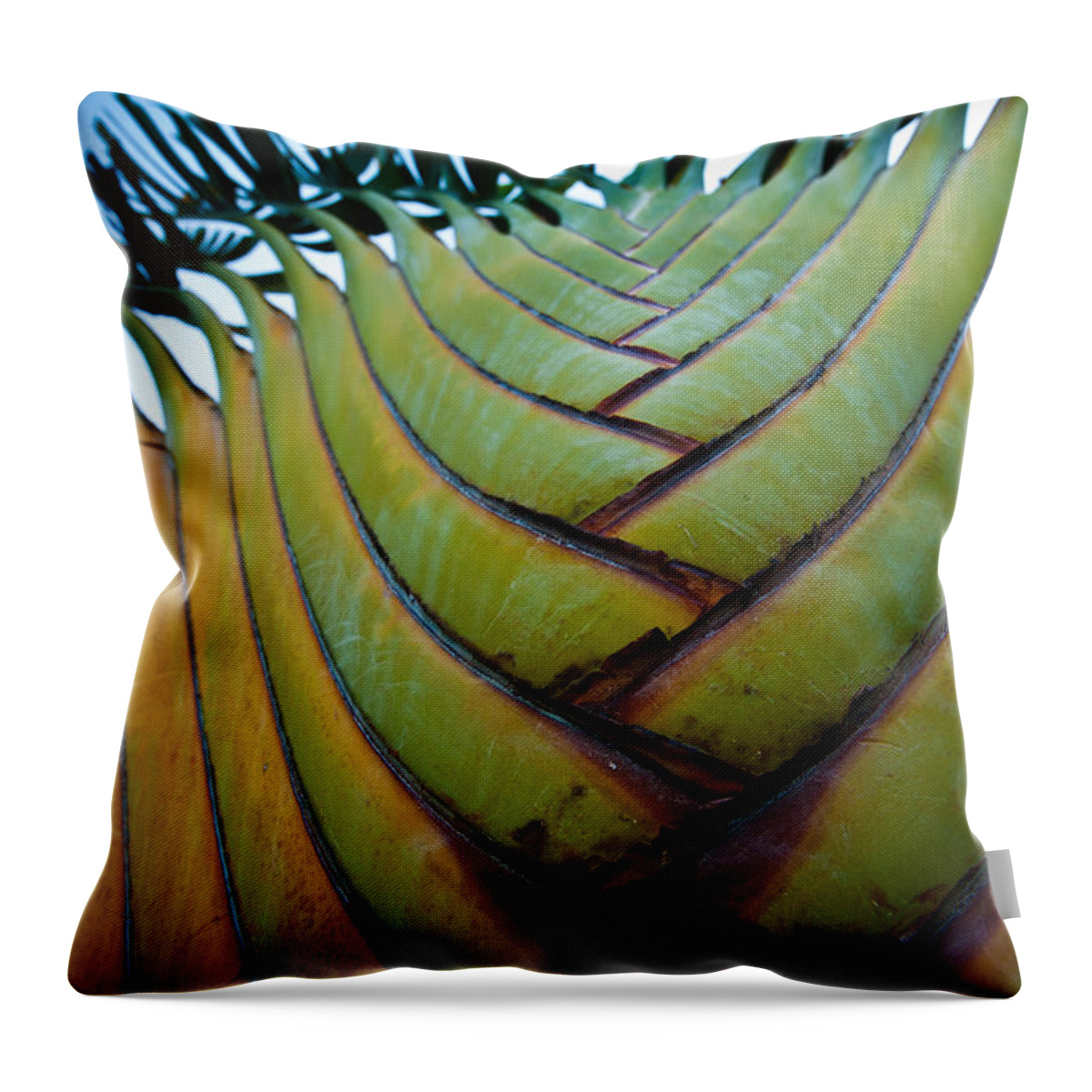 Los Cabos Throw Pillow featuring the photograph To The Sky by Sebastian Musial