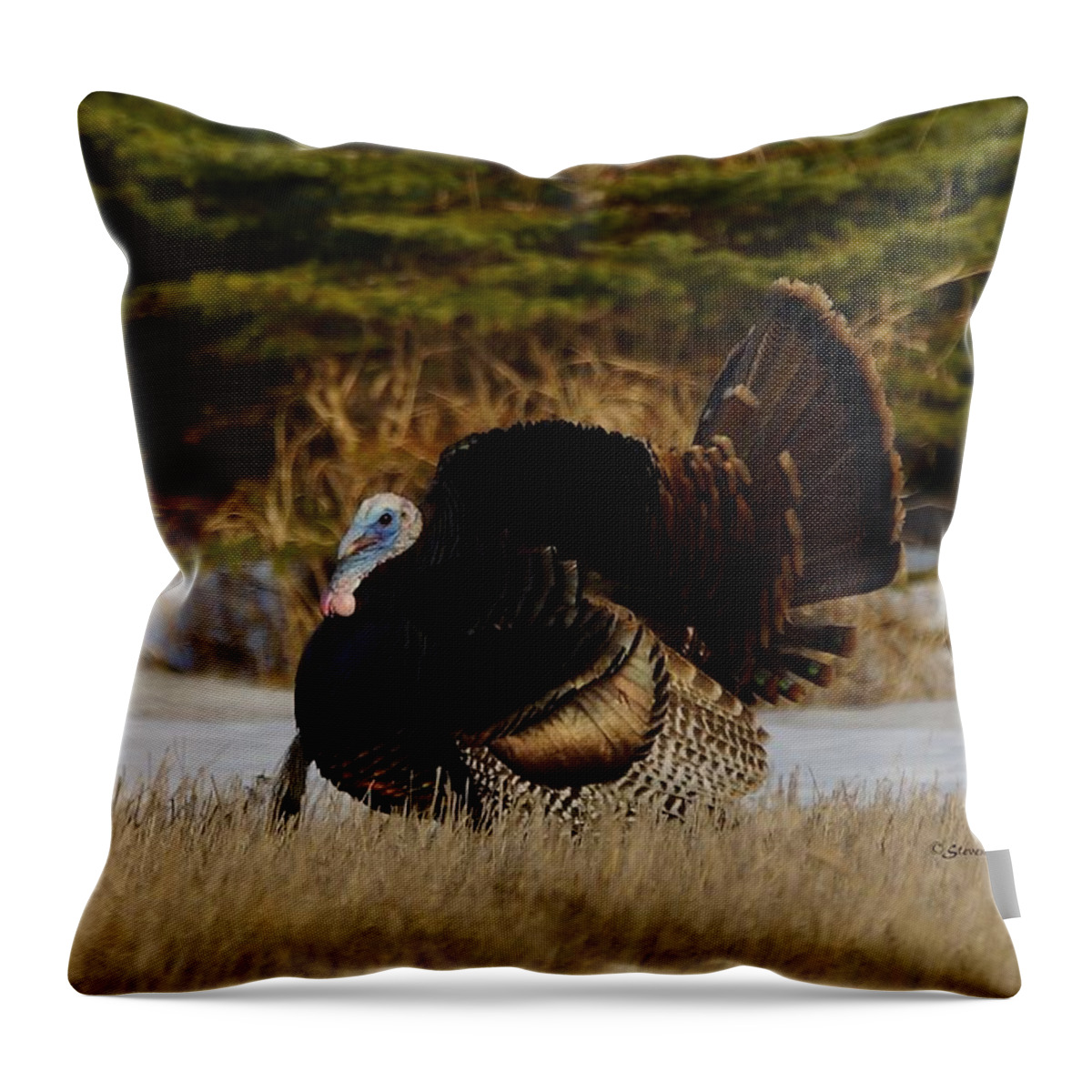 Turkey Throw Pillow featuring the photograph Tom Turkey by Steven Clipperton
