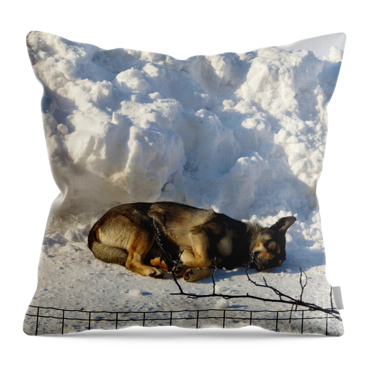 Lazy Throw Pillow featuring the photograph Tommy Sleeping by Ramona Matei