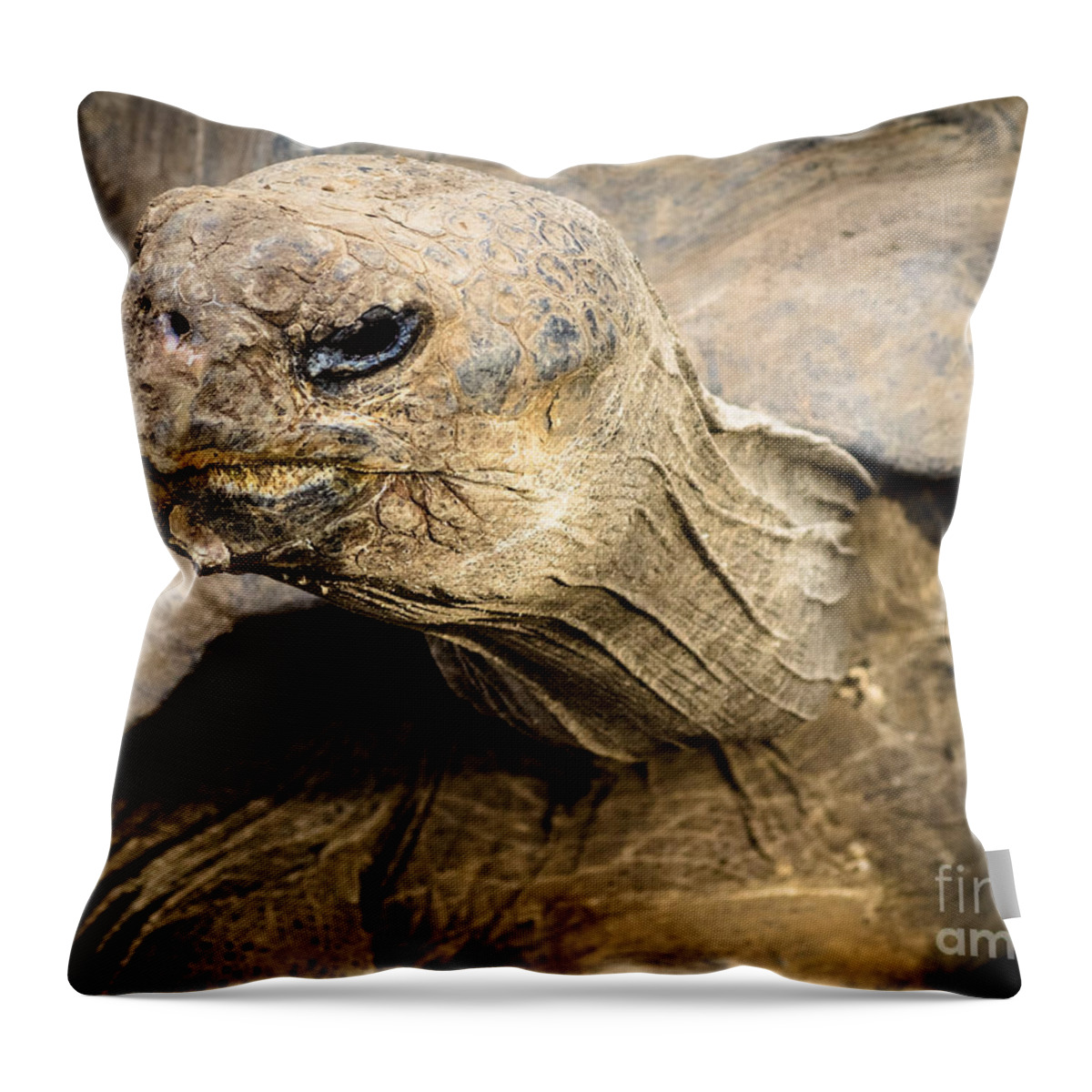 Tortoise Throw Pillow featuring the photograph Tortoise by Imagery by Charly