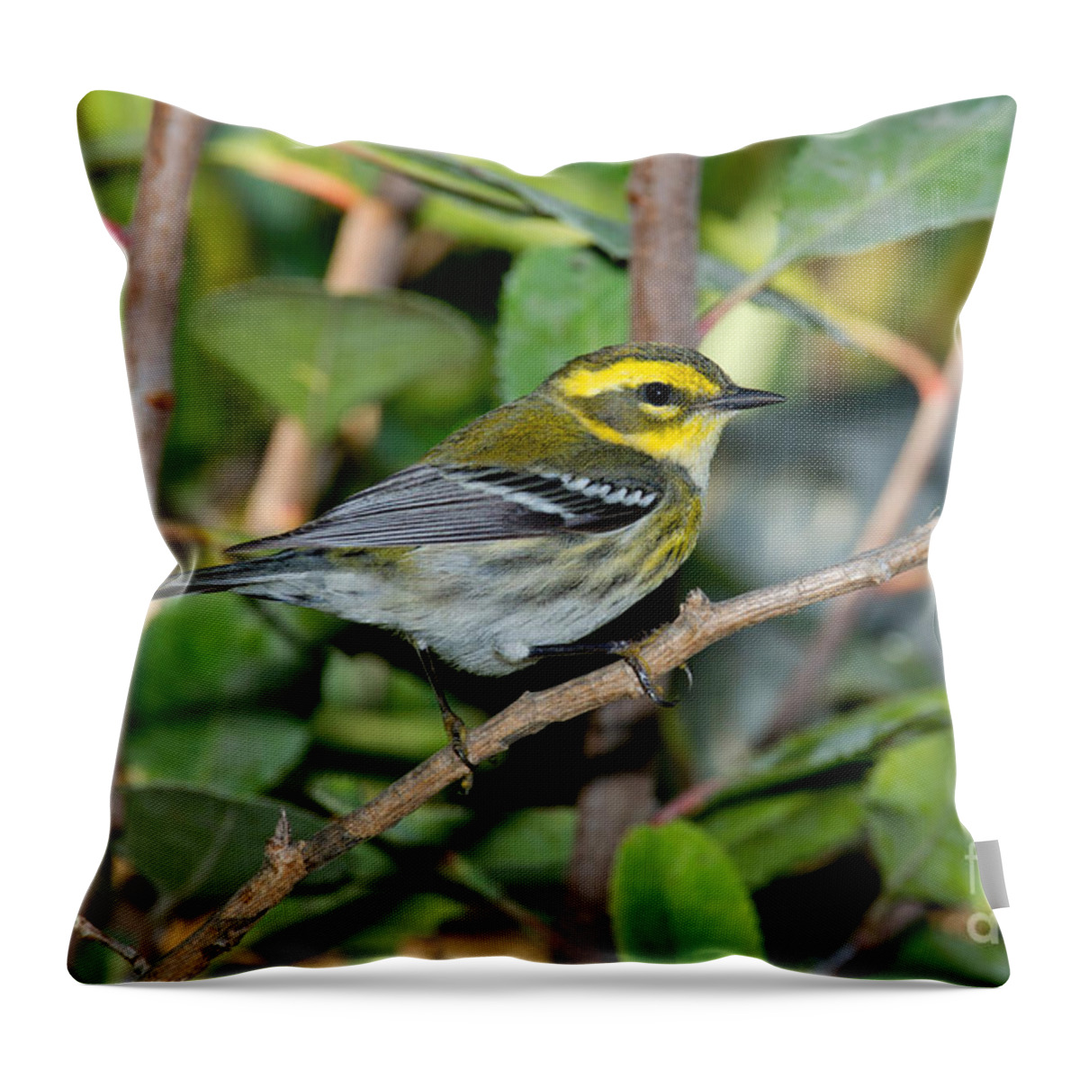 Townsend's Warbler Throw Pillow featuring the photograph Townsends Warbler In Tree by Anthony Mercieca