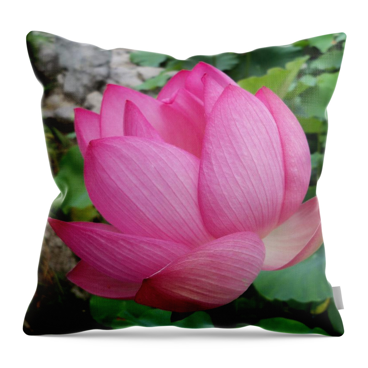 Flower Macro Throw Pillow featuring the photograph Tranquil Lotus by Lingfai Leung