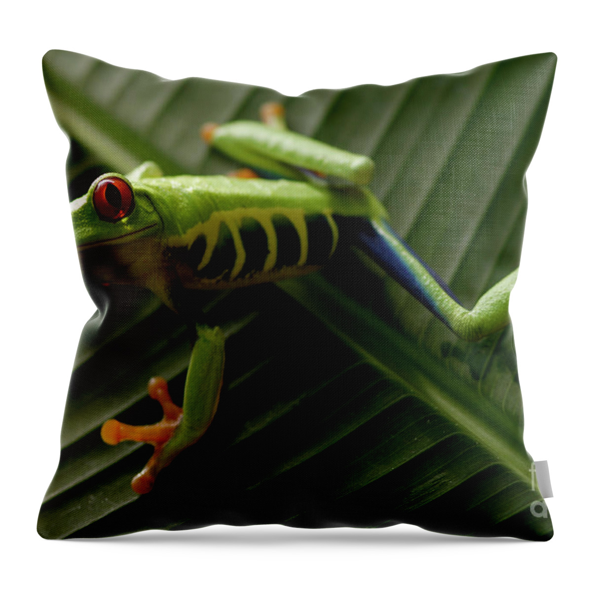 Frog Throw Pillow featuring the photograph Tree Frog 16 by Bob Christopher