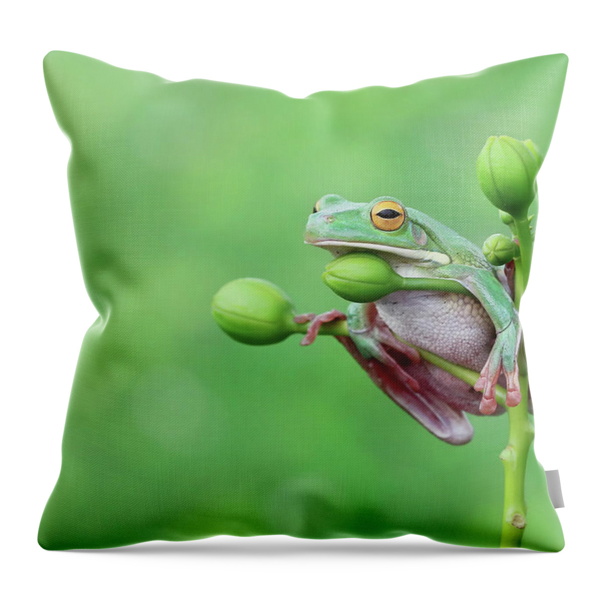 Animal Themes Throw Pillow featuring the photograph Tree Frog Sitting On A Plant, Indonesia by Kuritafsheen