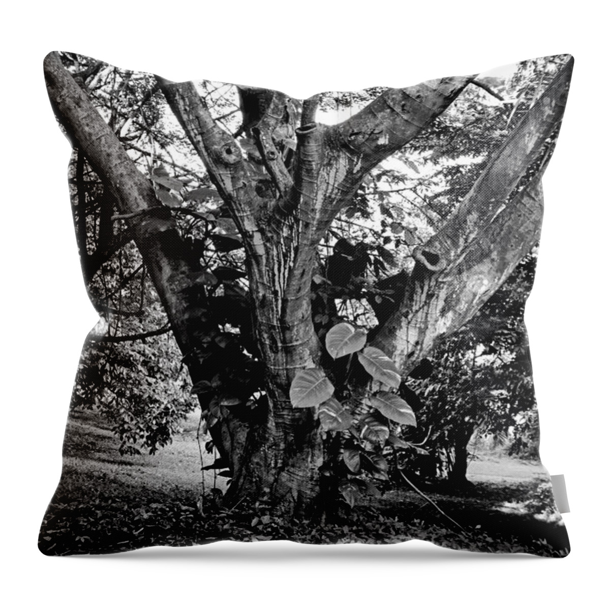 Tree Throw Pillow featuring the photograph Tree Giant by Robert Meyers-Lussier