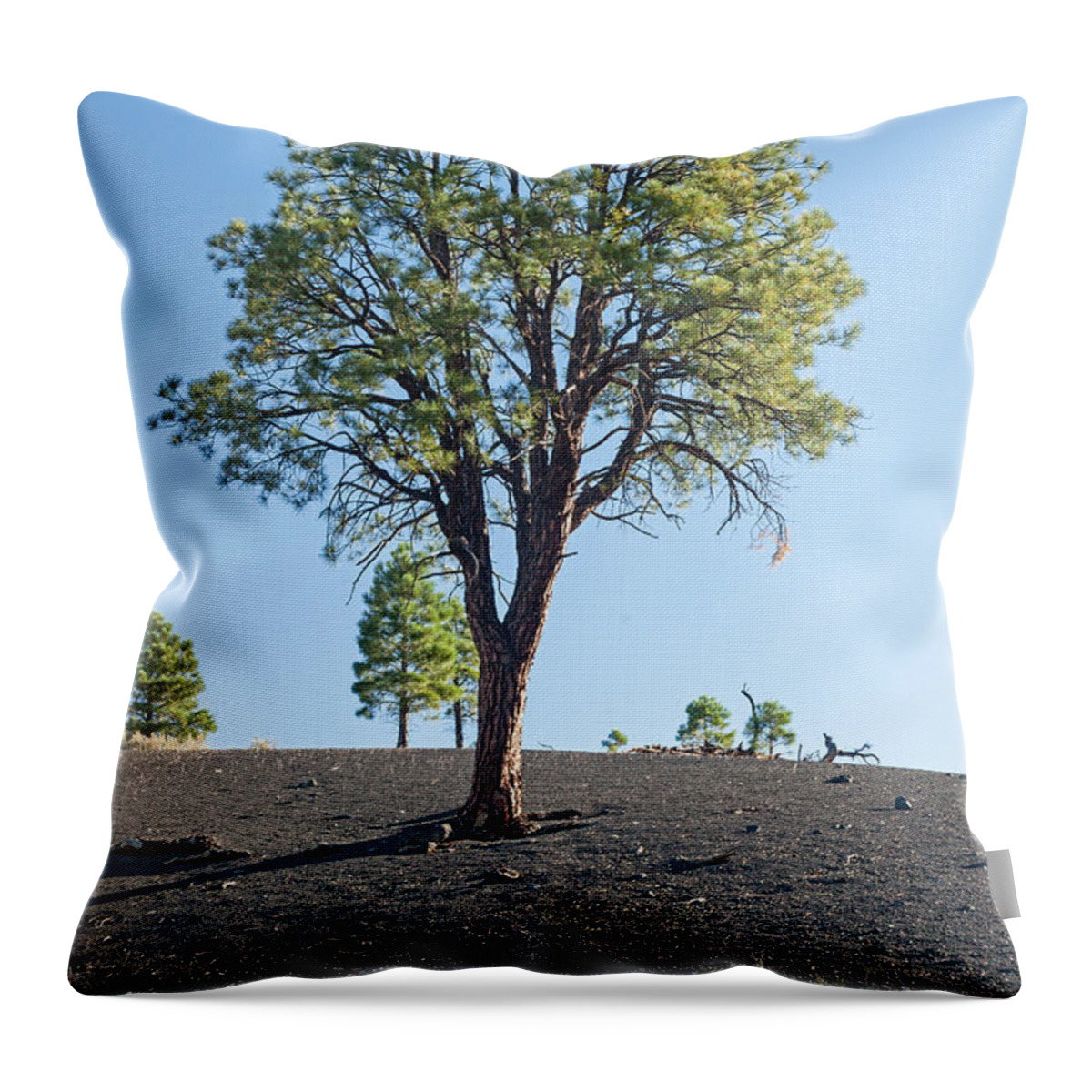 Arizona Throw Pillow featuring the photograph Tree Growing in Ash in Sunset Crater Volcano National Monument by Fred Stearns