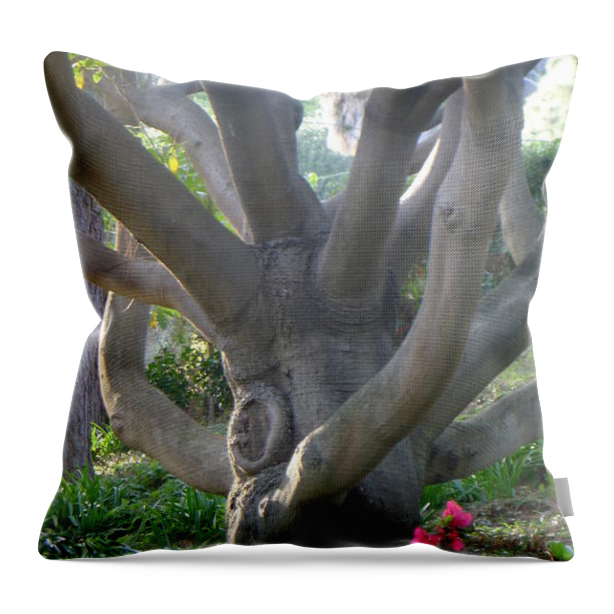 Tree Throw Pillow featuring the photograph Tree-Man Flexing Muscles by Nora Boghossian