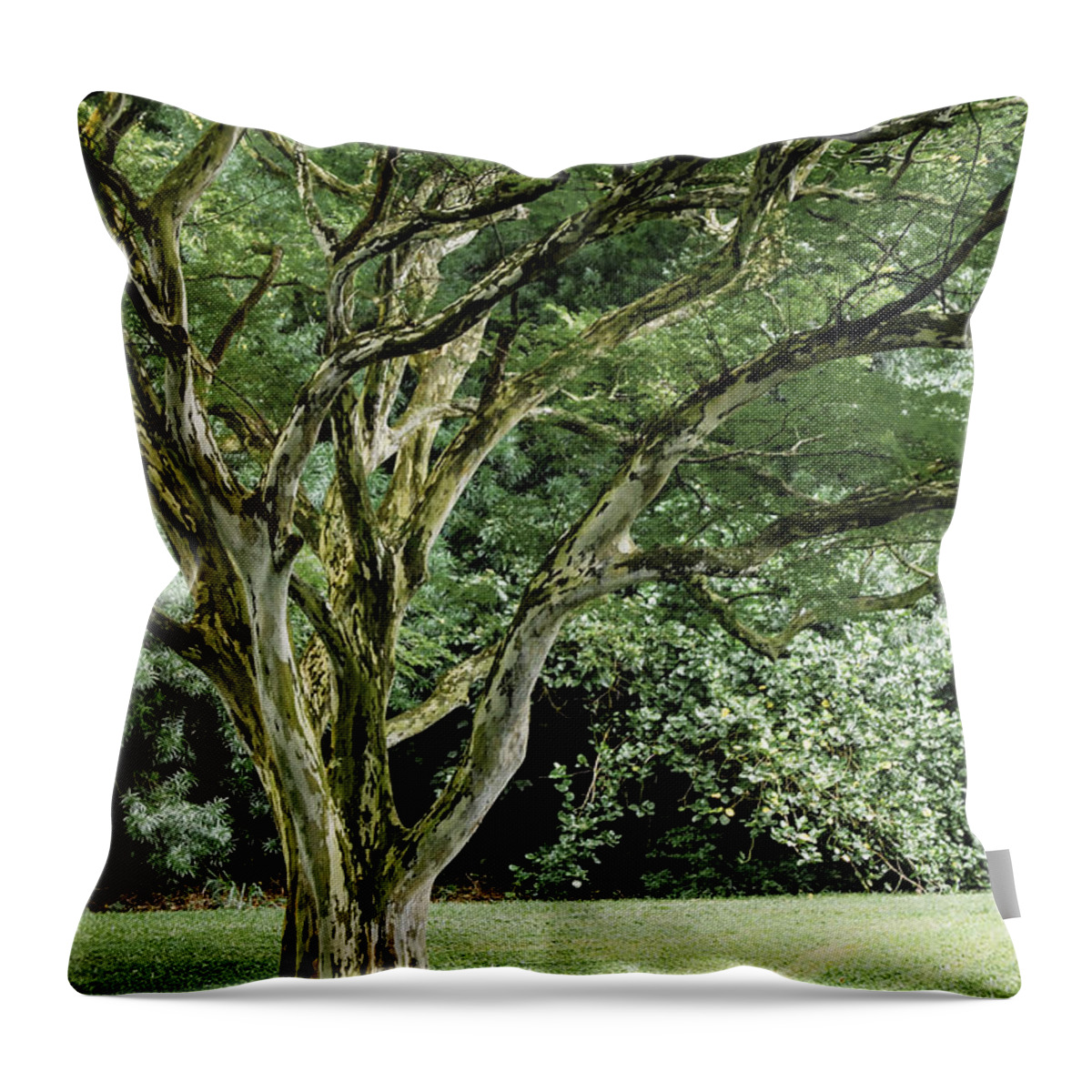Tree Throw Pillow featuring the photograph Tree of Life by Debbie Karnes