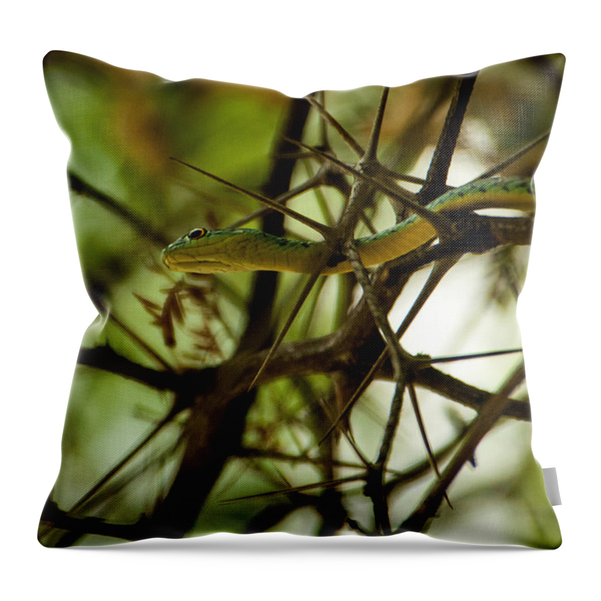 Africa Throw Pillow featuring the photograph Tree snake 2 by Alistair Lyne