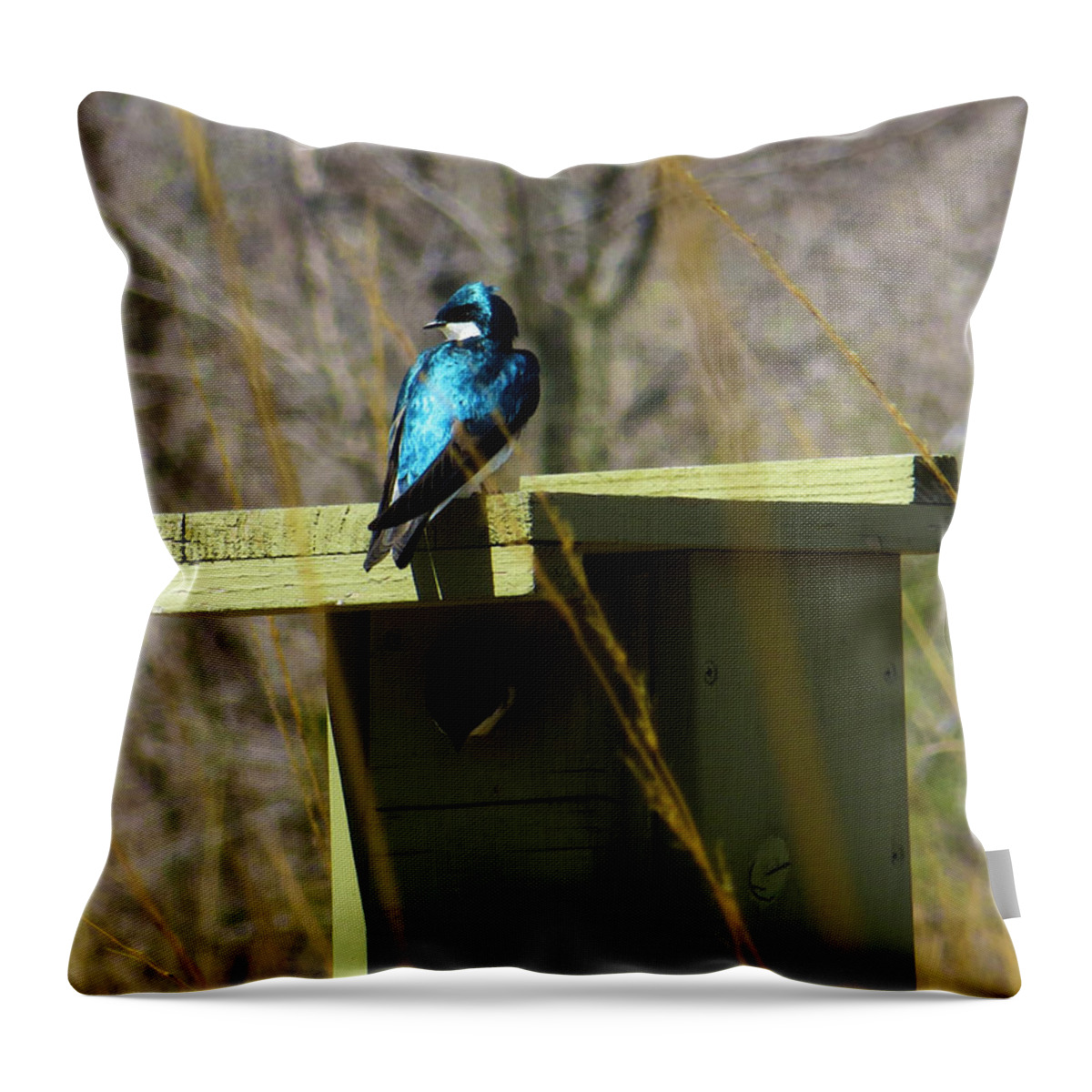 Bird Throw Pillow featuring the photograph Tree Swallow 2 by Shawna Rowe