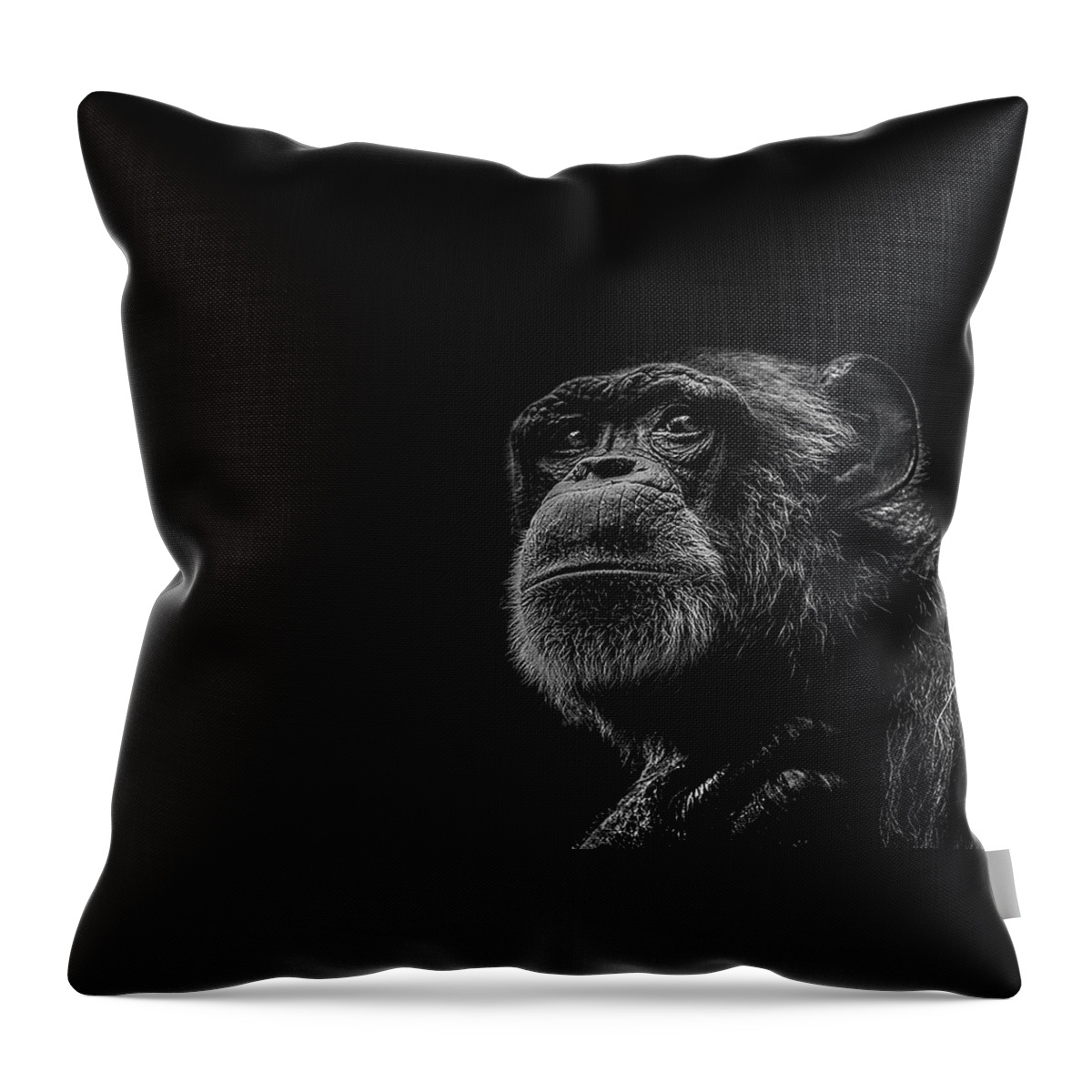Chimpanzee Ape Portrait Low Key Wildlife Nature Throw Pillow featuring the photograph Trepidation by Paul Neville