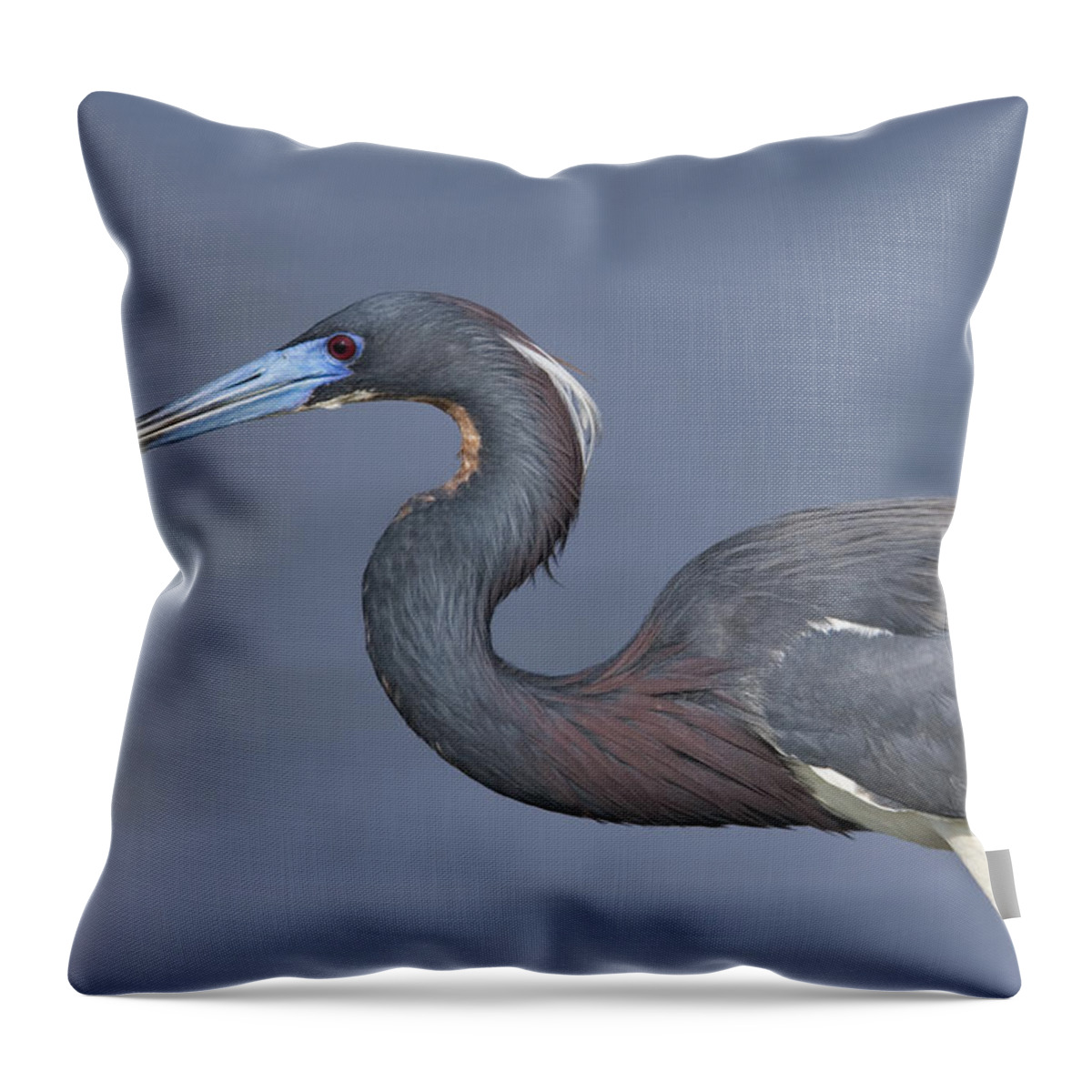 Feb0514 Throw Pillow featuring the photograph Tricolored Heron Hunting Texas by Tom Vezo