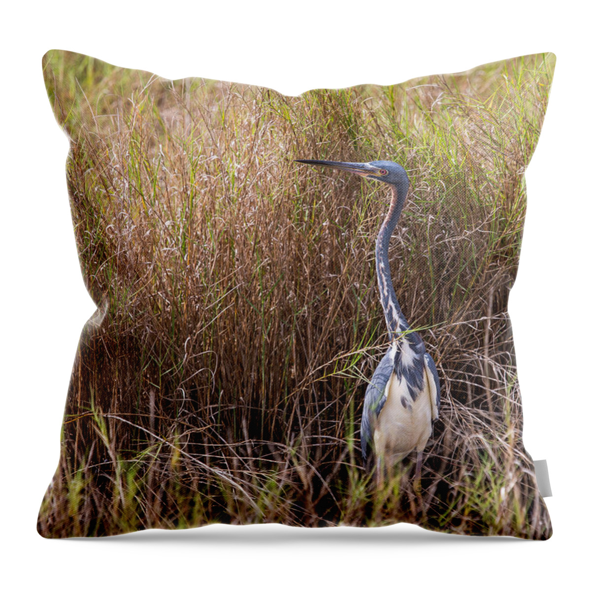 Tricolored Heron Throw Pillow featuring the photograph Tricolored Heron Peeping Over the Rushes by John M Bailey