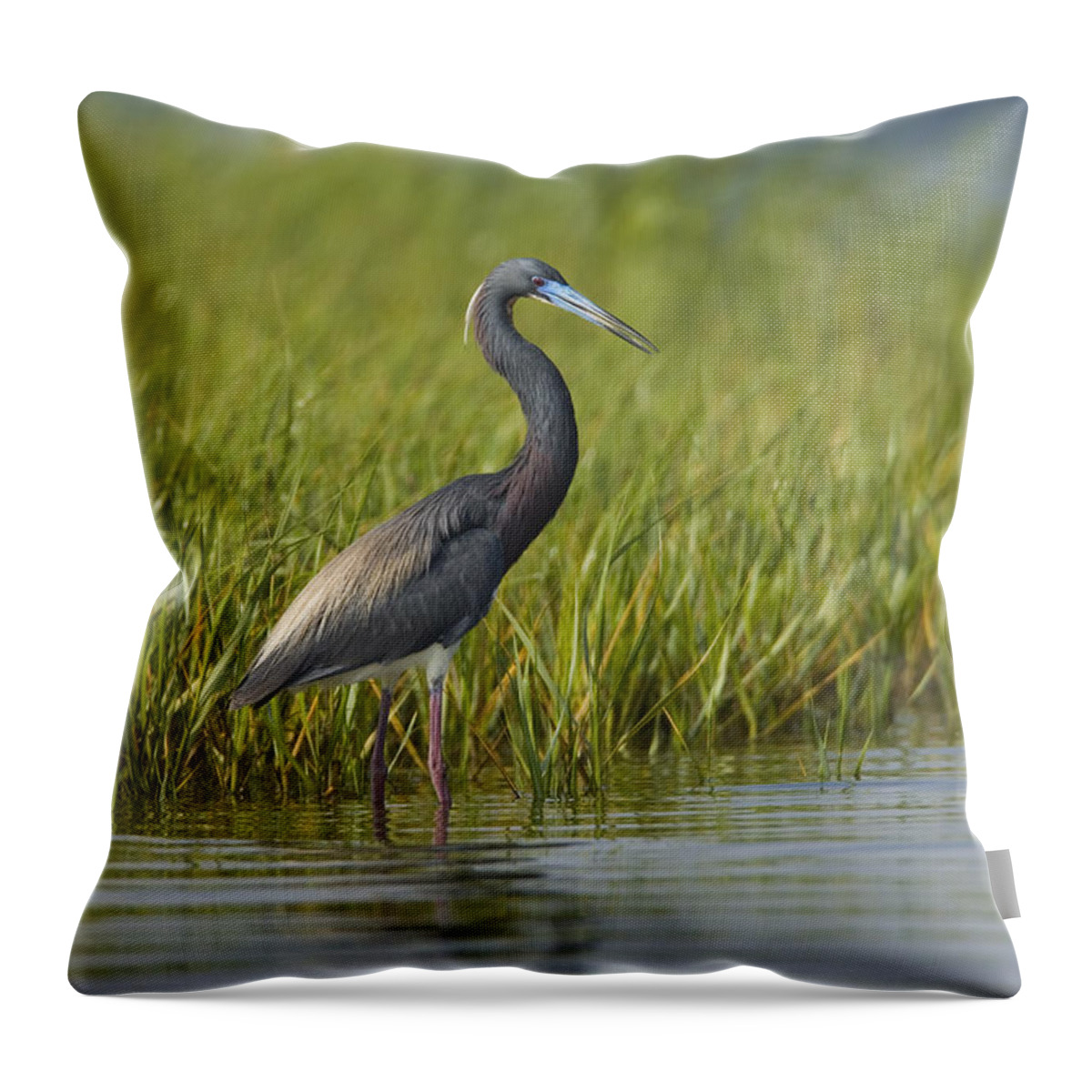 Feb0514 Throw Pillow featuring the photograph Tricolored Heron Wading Texas by Tom Vezo