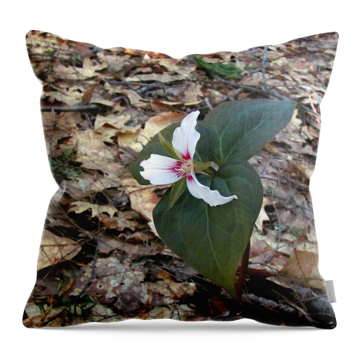 Bear Brook Throw Pillow featuring the photograph Painted Trillium by Rockybranch Dreams