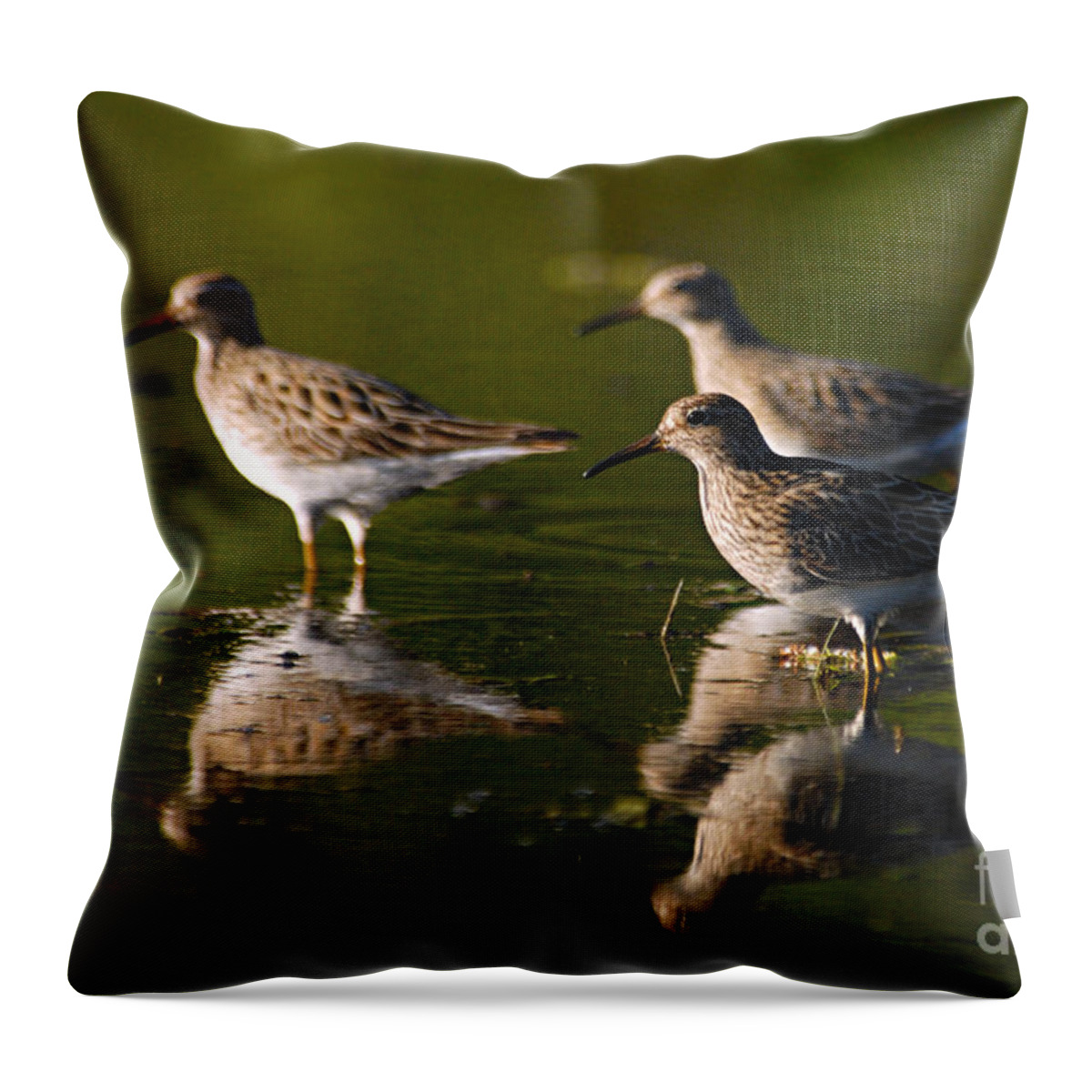 Photography Throw Pillow featuring the photograph Trio of Lesser Yellowlegs by Larry Ricker