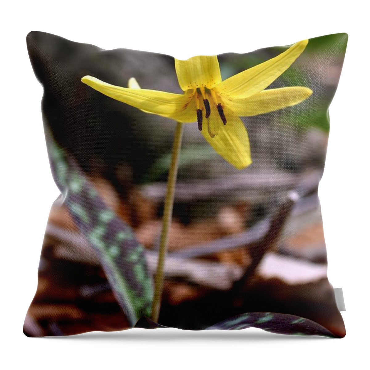 Wildflower Throw Pillow featuring the photograph Trout Lily by Henry Kowalski