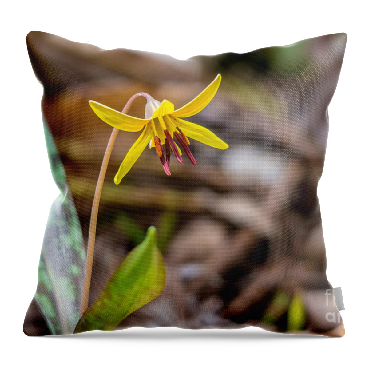Landscape Throw Pillow featuring the photograph Trout Lily by Cheryl Baxter