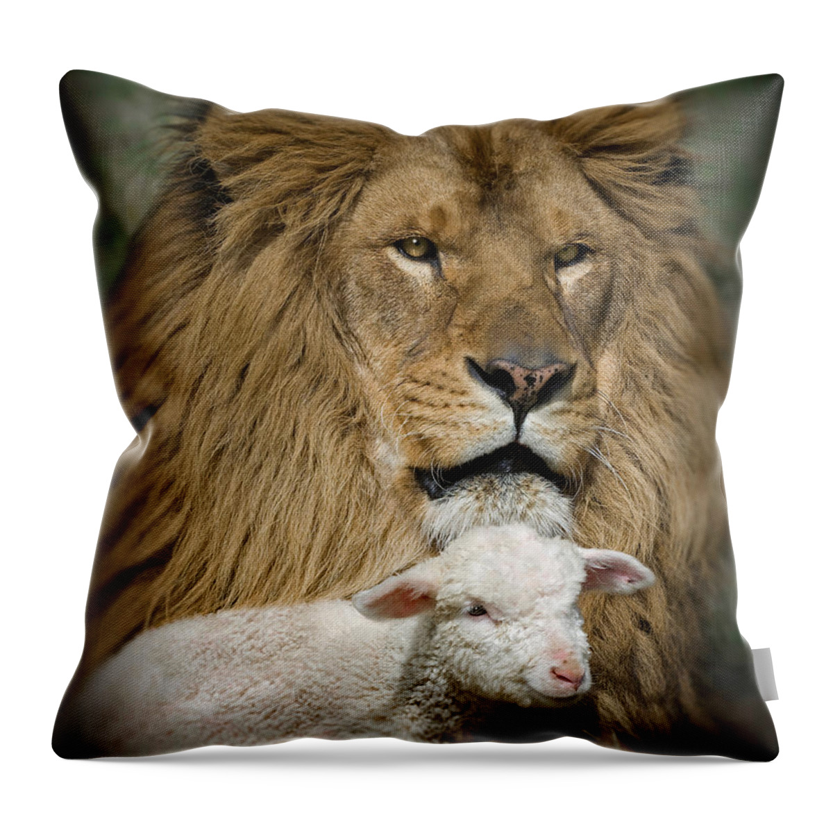 Lion And Lamb Throw Pillow featuring the photograph True Companions by Wildlife Fine Art
