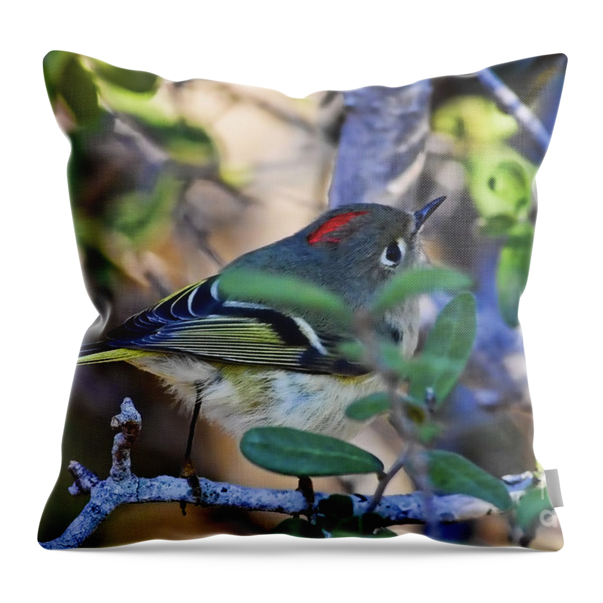 Male Throw Pillow featuring the photograph True Redhead by Gary Holmes