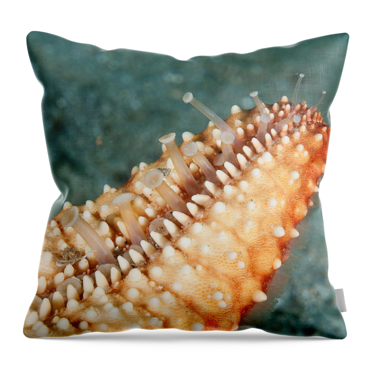Animal Throw Pillow featuring the photograph Tube Feet Of Cushion Sea Star by Andrew J. Martinez