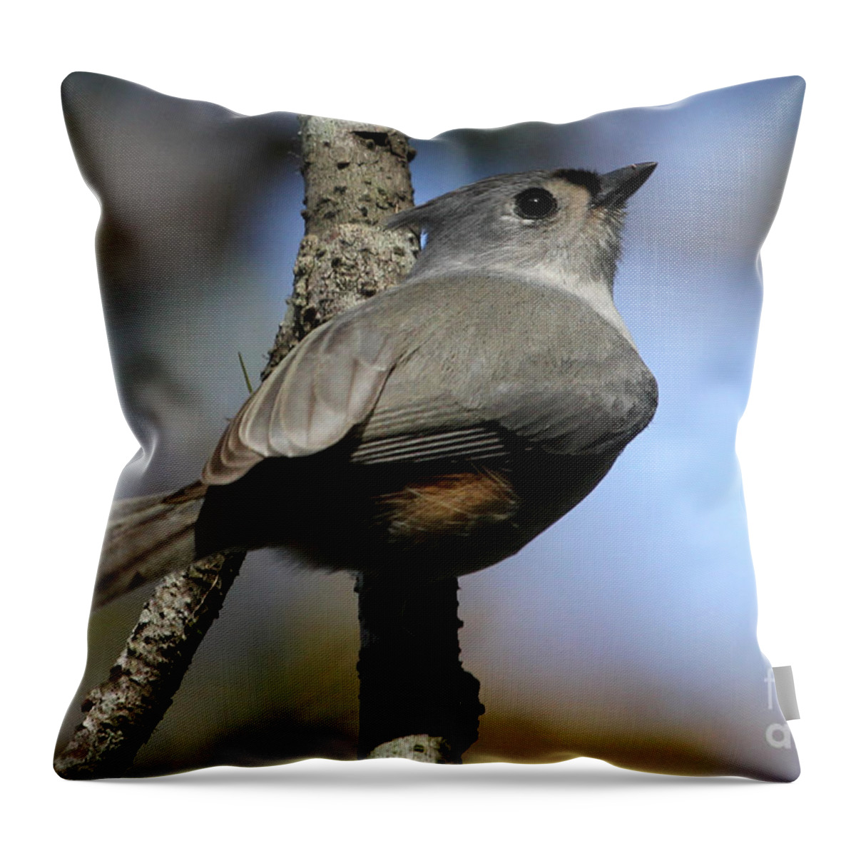 Tufted Titmouse Throw Pillow featuring the photograph Tufted Titmouse by Meg Rousher