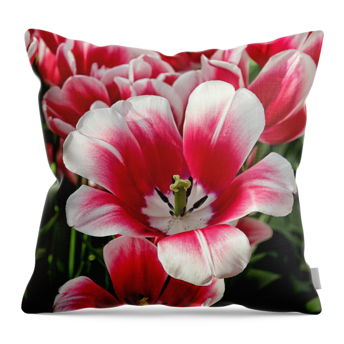 Tulip Throw Pillow featuring the photograph Tulip Annemarie by Jasna Buncic