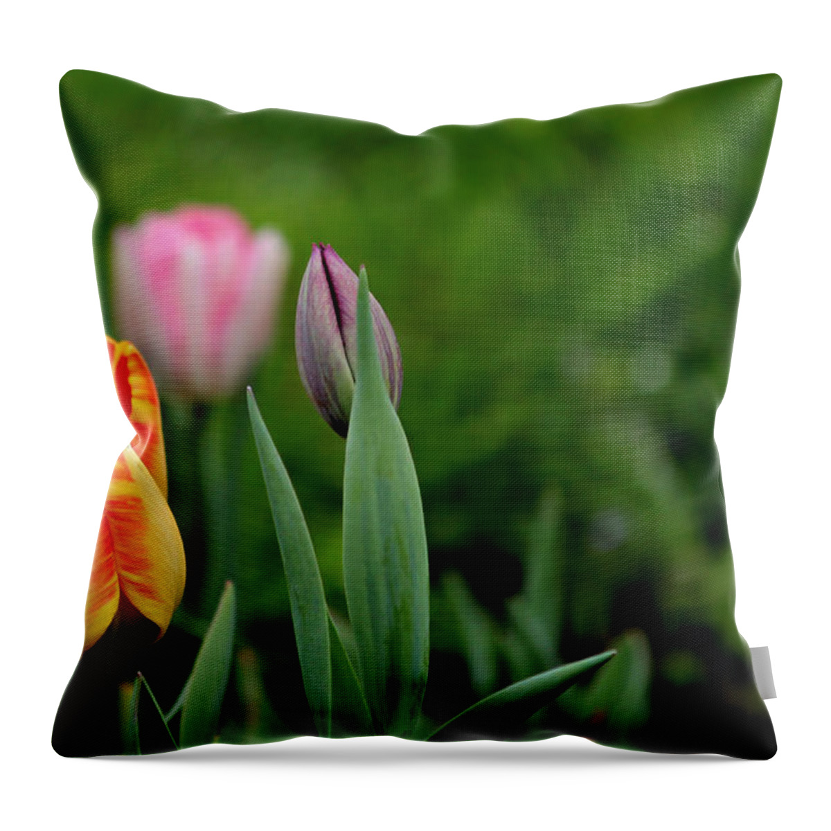 Flower Throw Pillow featuring the photograph Tulip Glory by Jeanette C Landstrom