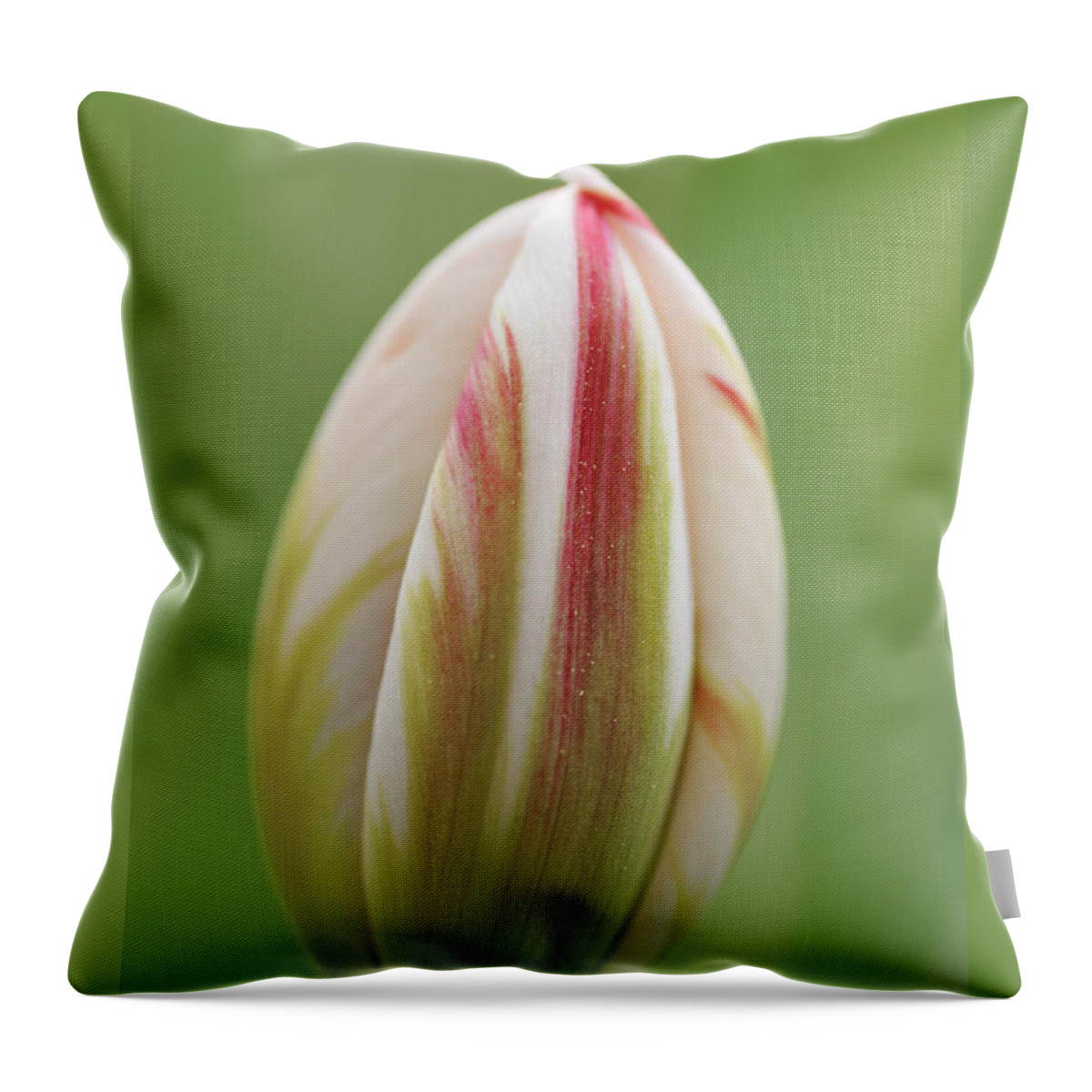 Tulip Throw Pillow featuring the photograph Tulip red and white in spring by Matthias Hauser
