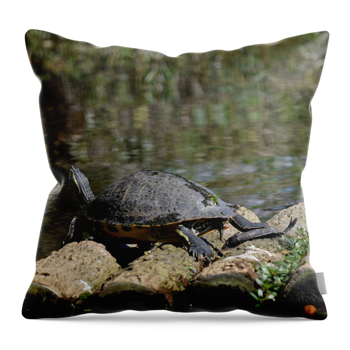 Turtle Throw Pillow featuring the photograph Turtle on a Raft by Linda Kerkau