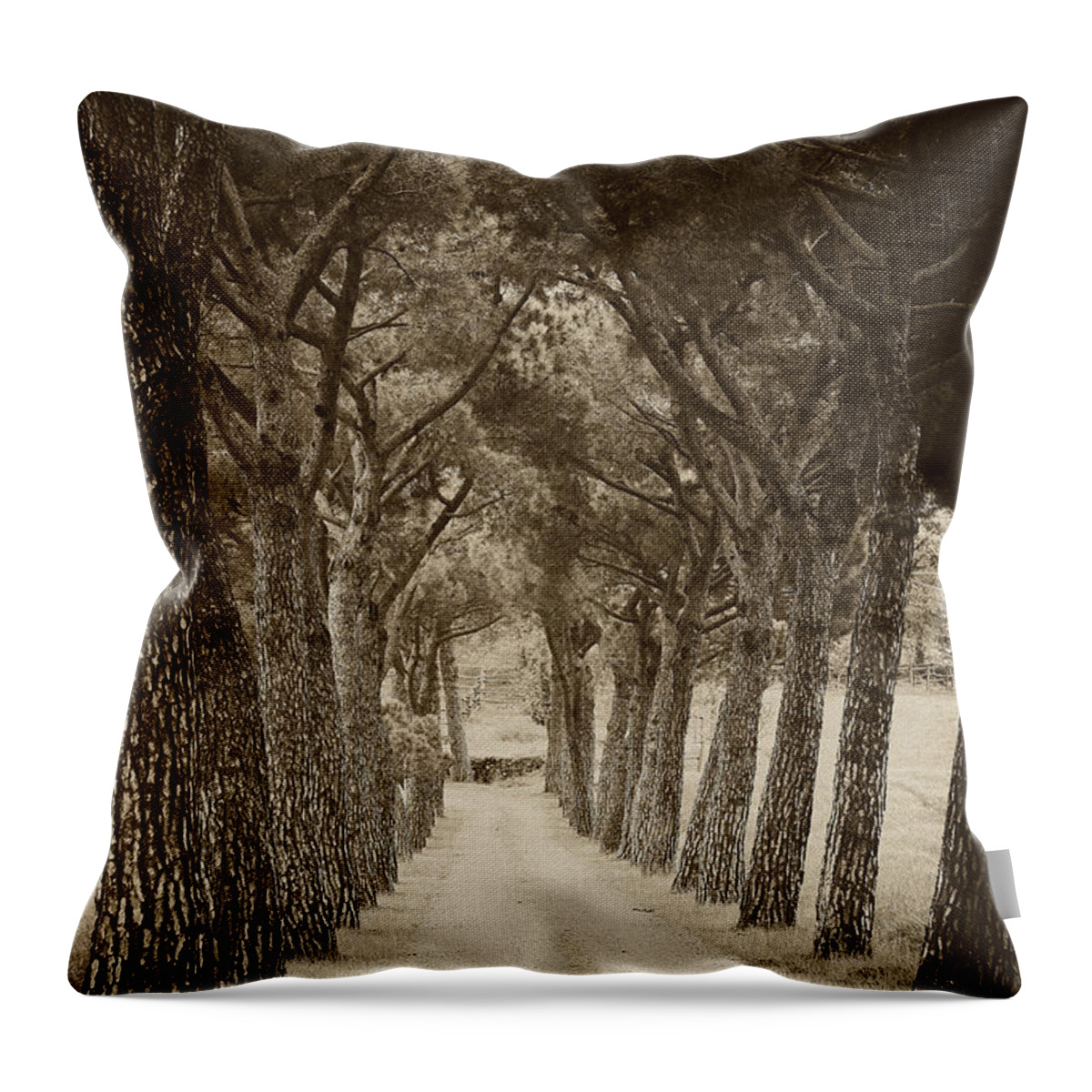 Tuscan Throw Pillow featuring the photograph Tuscan pines by Hugh Smith