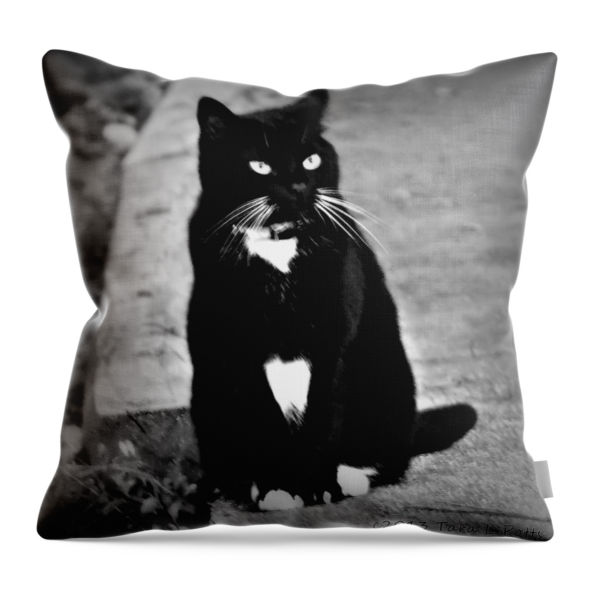 Tuxedo Throw Pillow featuring the photograph Tuxedo Cat by Tara Potts