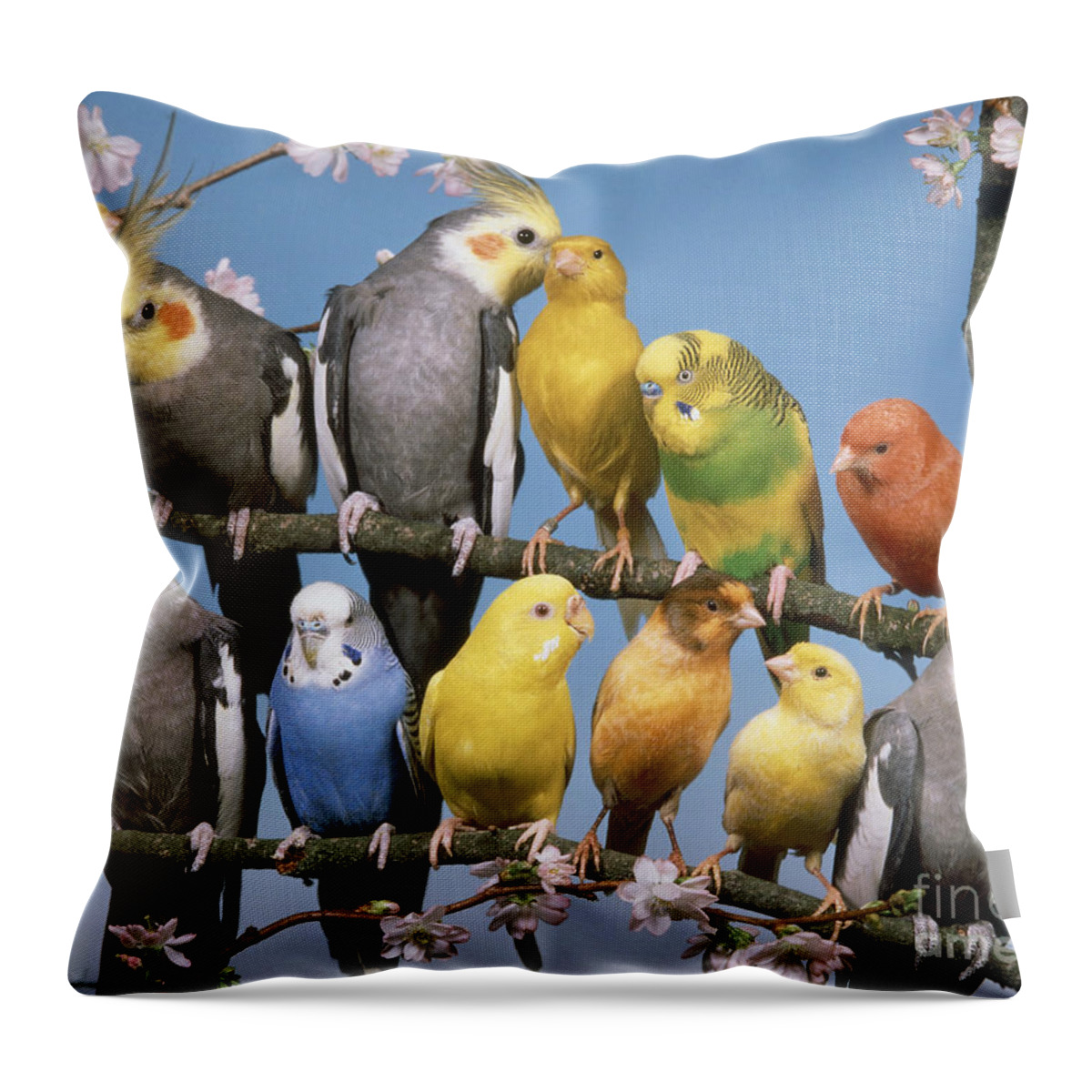 Animal Throw Pillow featuring the photograph Twelve Birds by Hans Reinhard