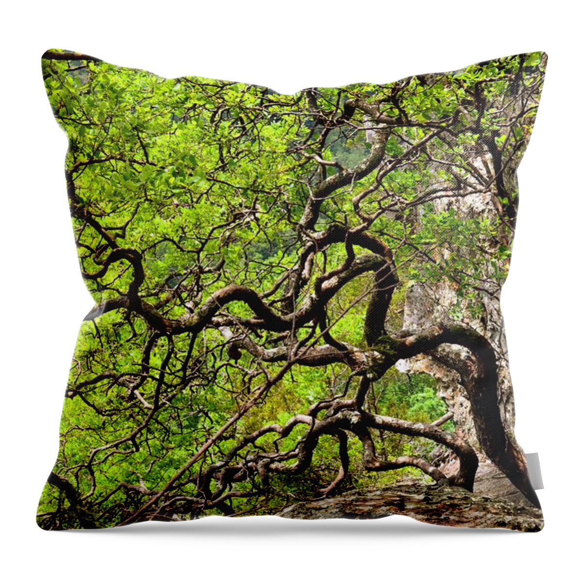 Twisted Tree Throw Pillow featuring the photograph Twisted by Laureen Murtha Menzl