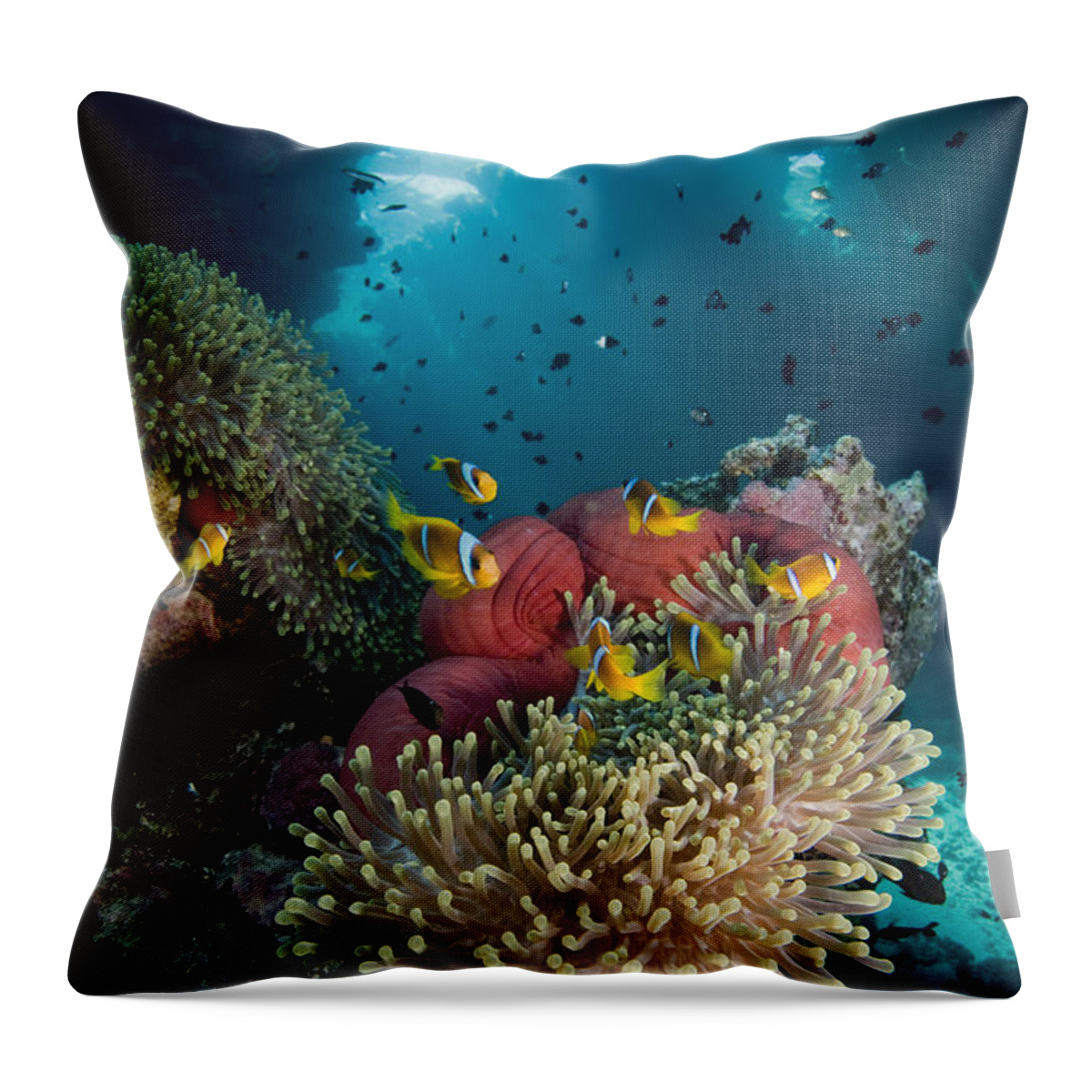 Nis Throw Pillow featuring the photograph Two-banded Anemonefish And Bulb by Dray van Beeck